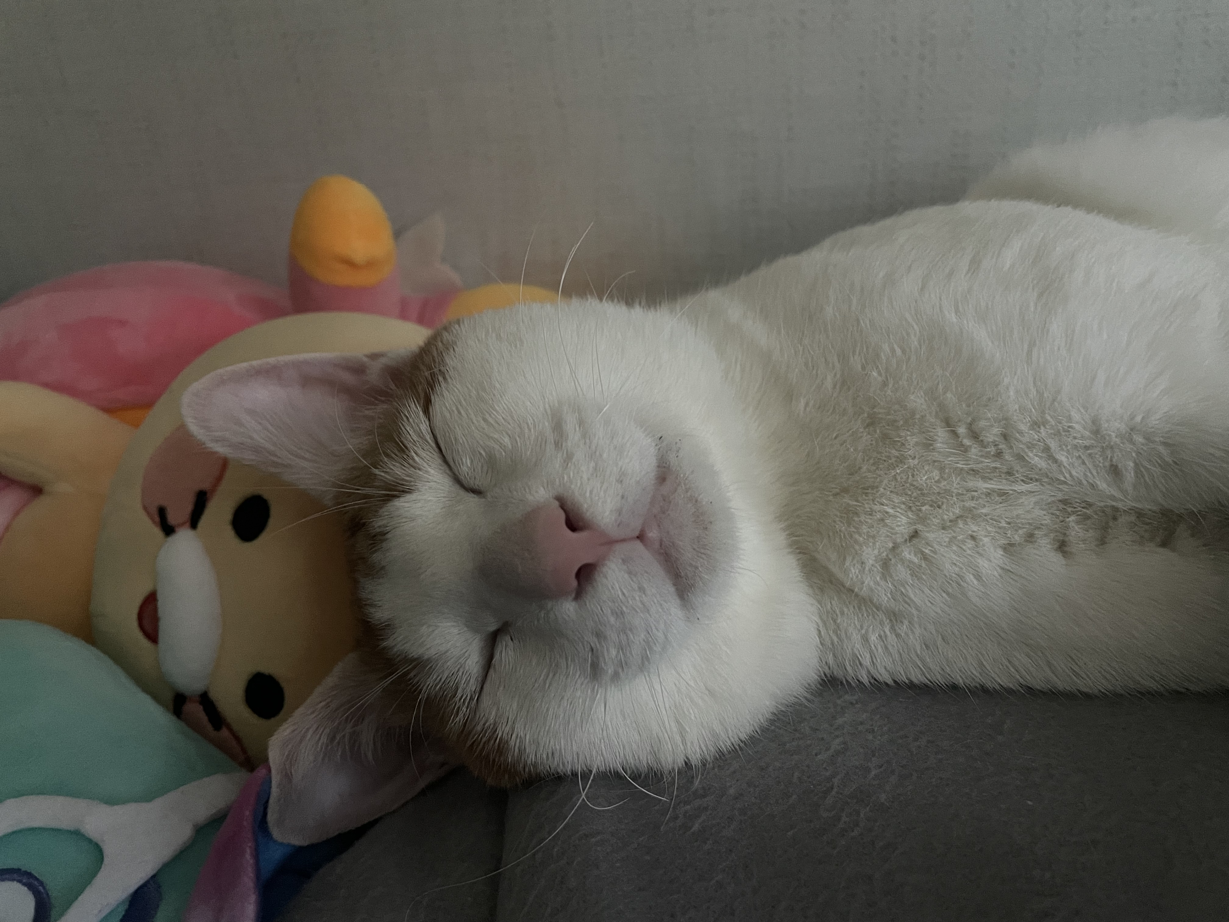 체다 (꼬꼬) 한달 적응기