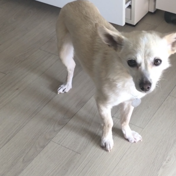 마야 임시보호 한달 후기입니다! 
