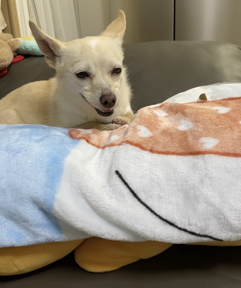 마야 임시보호 한달 후기입니다! 