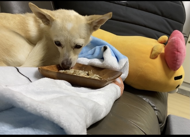 마야 임시보호 한달 후기입니다! 