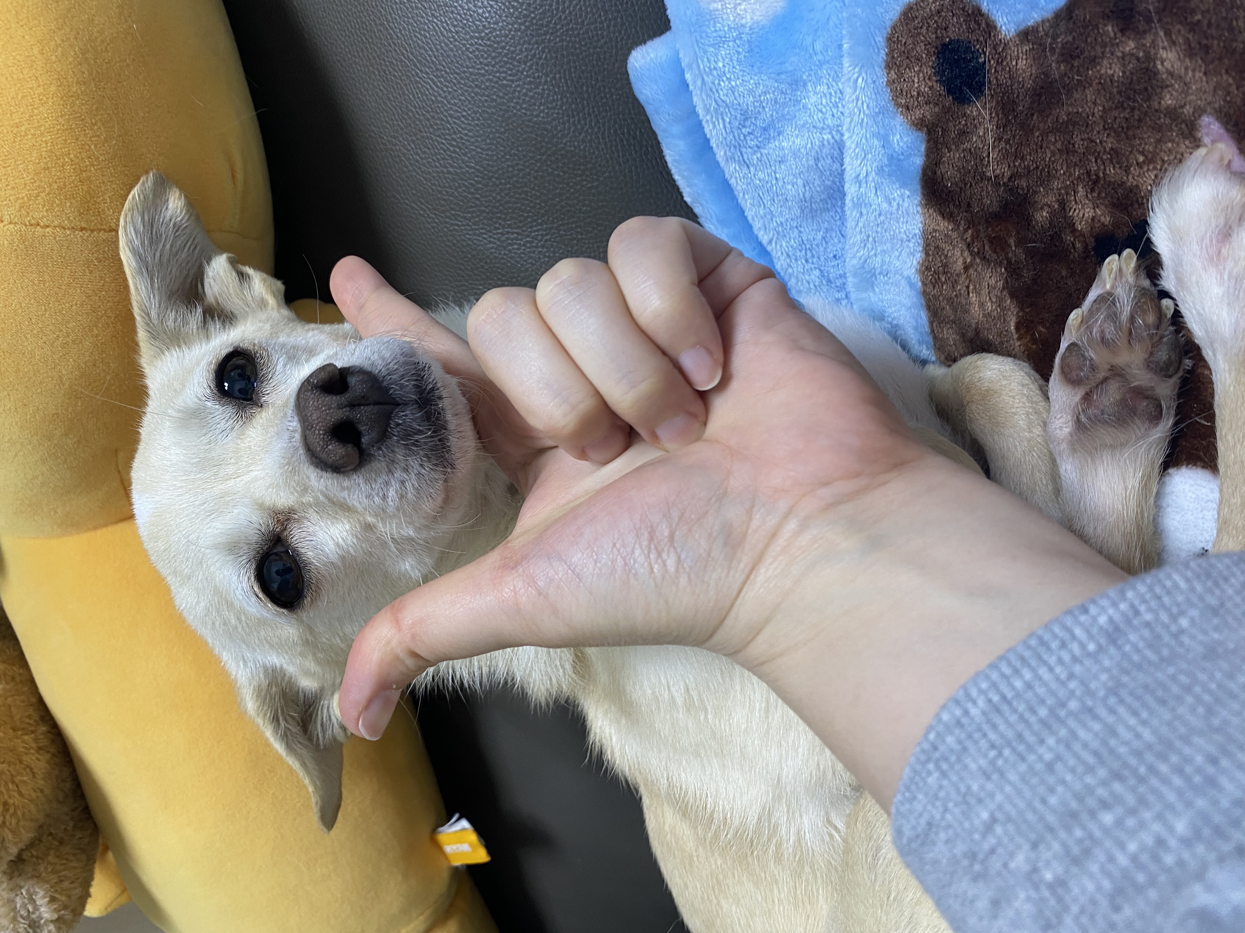 마야 임시보호 한달 후기입니다! 