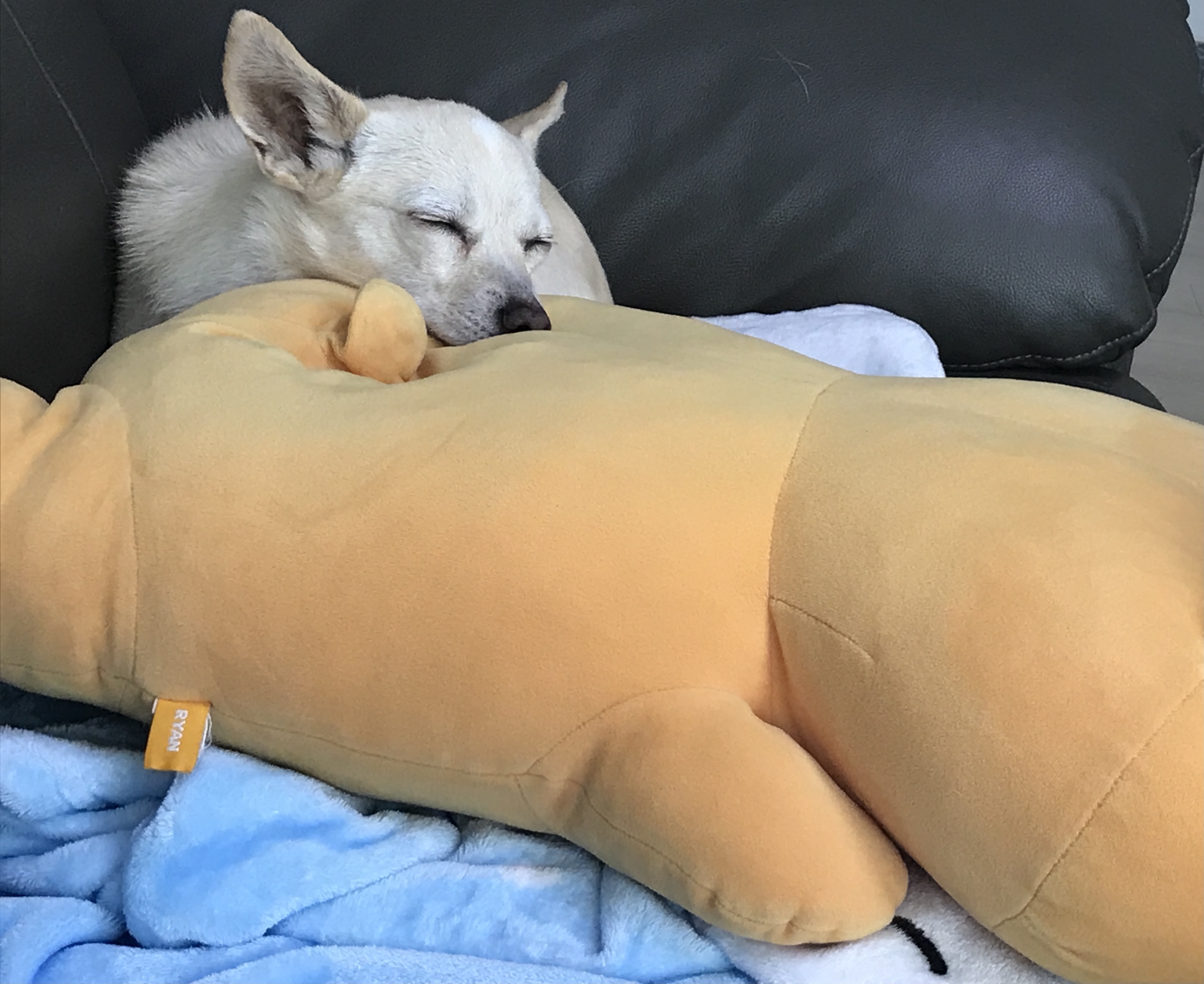 마야 임시보호 한달 후기입니다! 