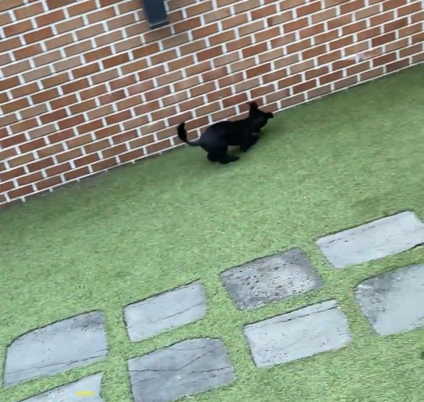 댄 (#동자연_댄) 입양 일주일 되었어요 ❤️