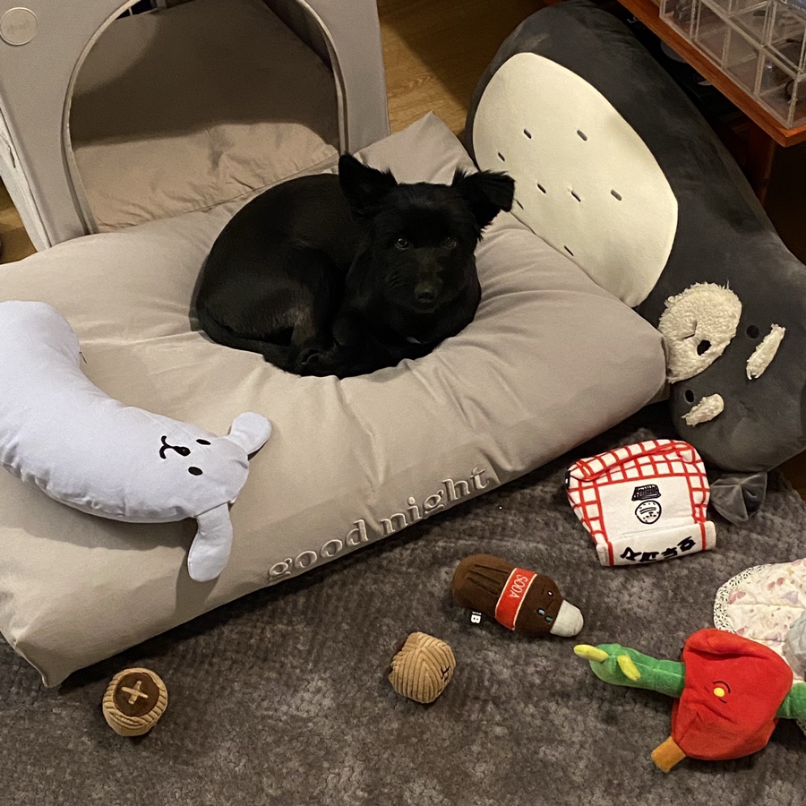 댄 (#동자연_댄) 입양 일주일 되었어요 ❤️