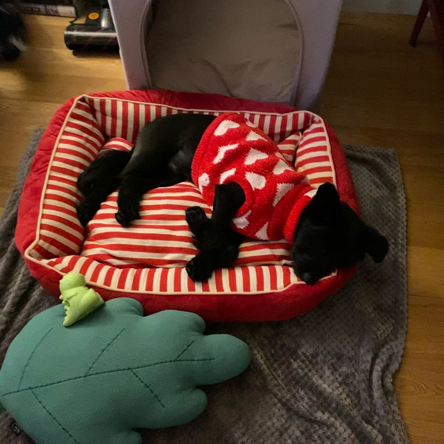 댄 (#동자연_댄) 입양 일주일 되었어요 ❤️