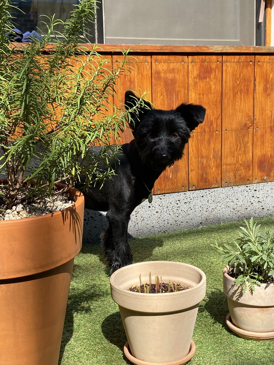 댄 (#동자연_댄) 입양 일주일 되었어요 ❤️