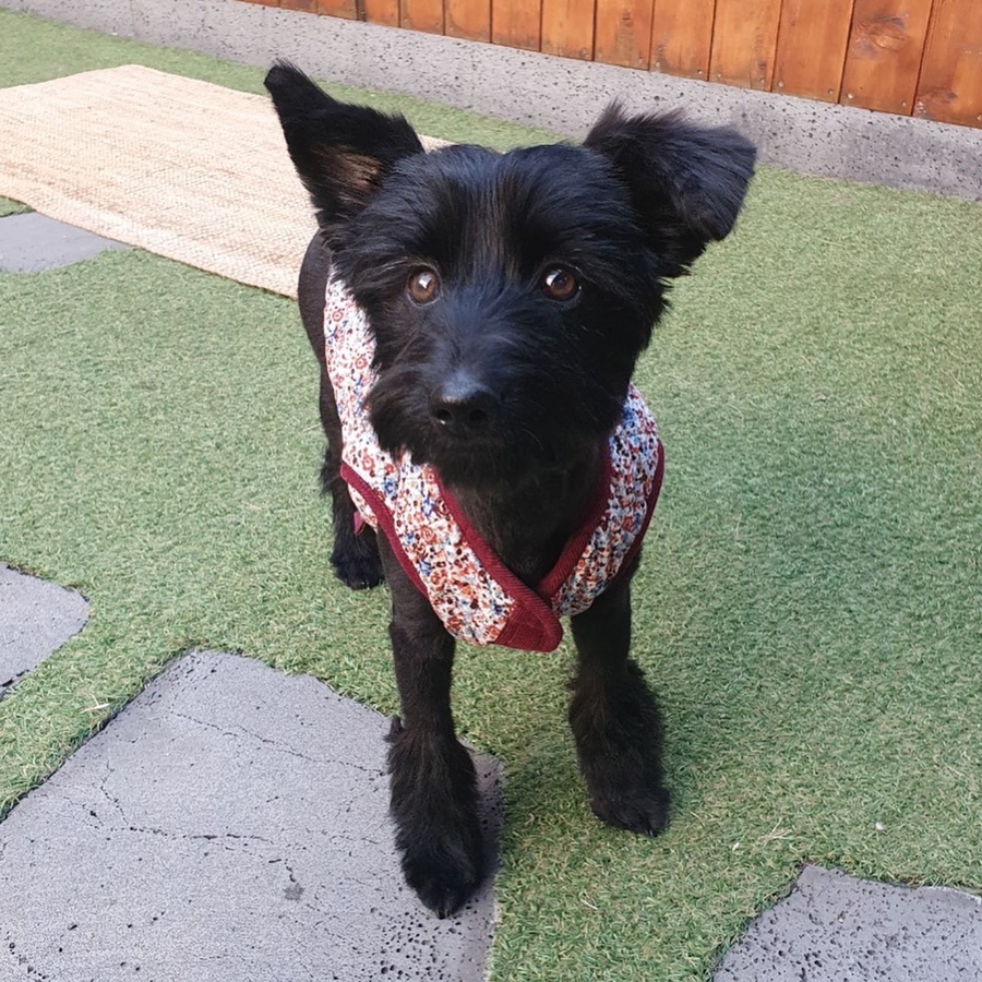 댄 (#동자연_댄) 입양 일주일 되었어요 ❤️