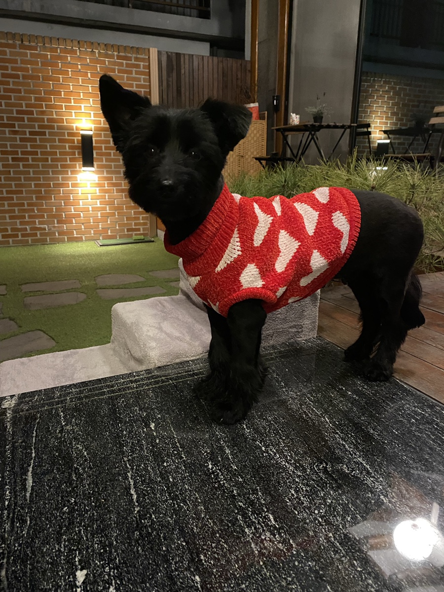 댄 (#동자연_댄) 입양 일주일 되었어요 ❤️