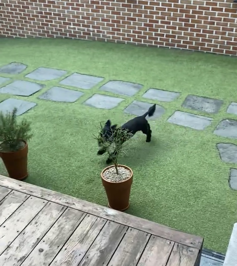 댄 (#동자연_댄) 입양 일주일 되었어요 ❤️