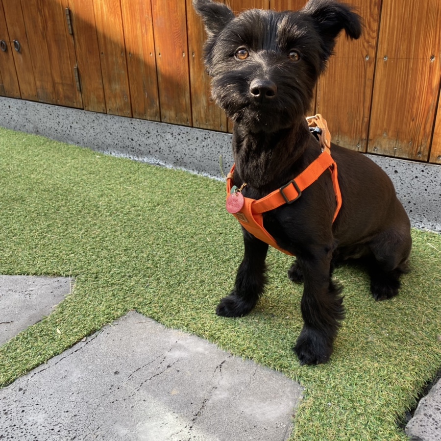 댄 (#동자연_댄) 입양 일주일 되었어요 ❤️