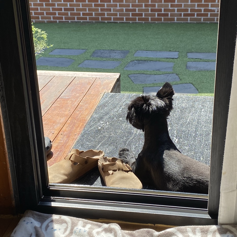 댄 (#동자연_댄) 입양 일주일 되었어요 ❤️