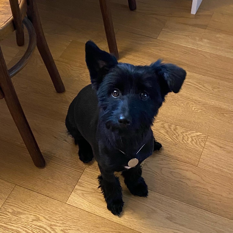 댄 (#동자연_댄) 입양 일주일 되었어요 ❤️