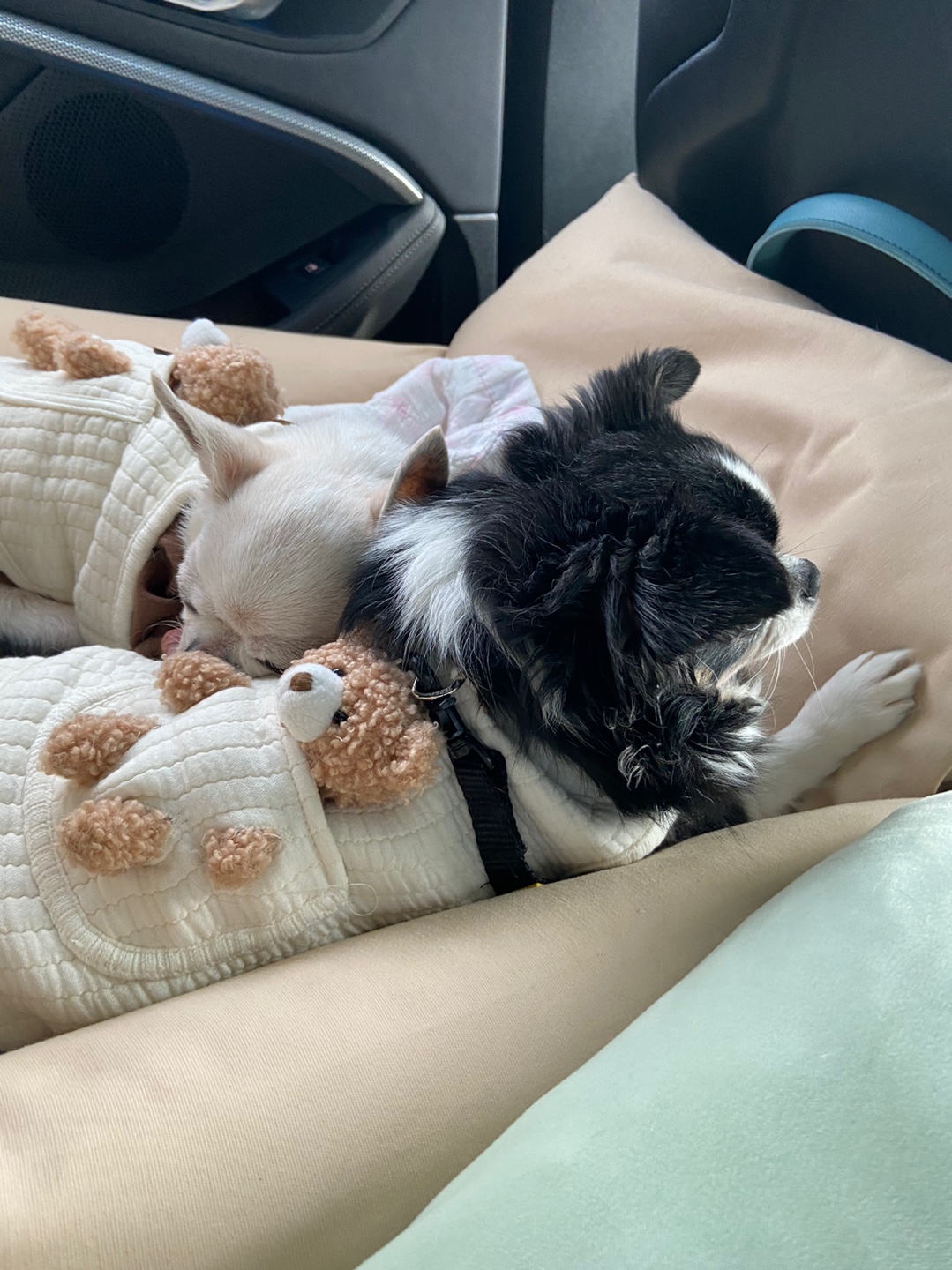 초코(동자연_뿌꾸), 이슬이(동자연_이슬이)