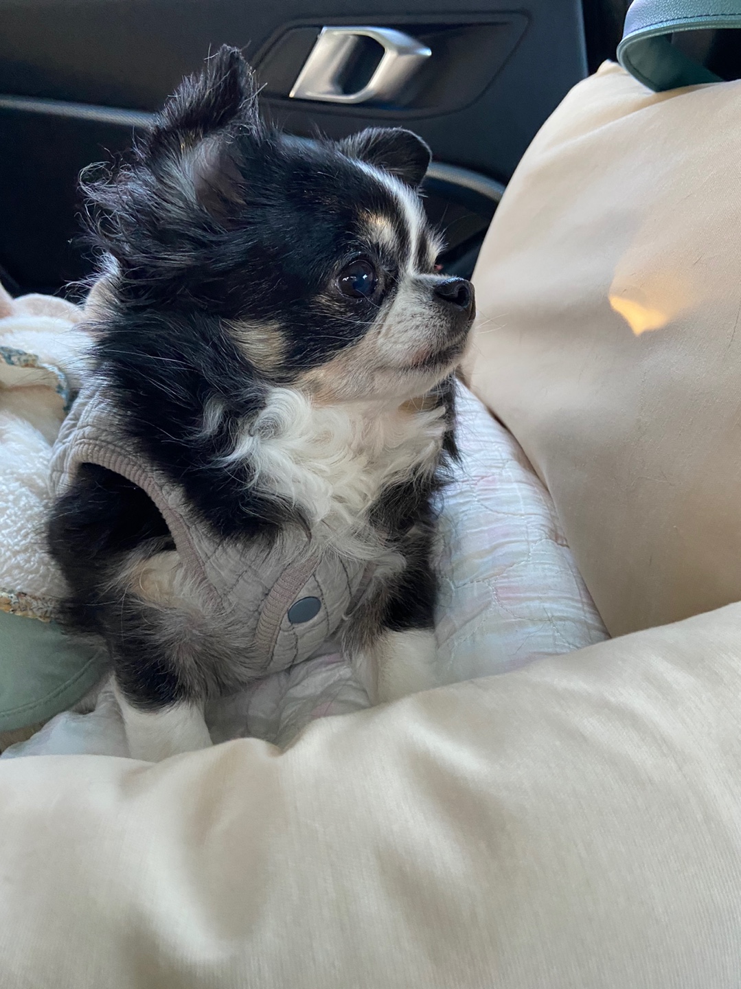 초코(동자연_뿌꾸), 이슬이(동자연_이슬이)