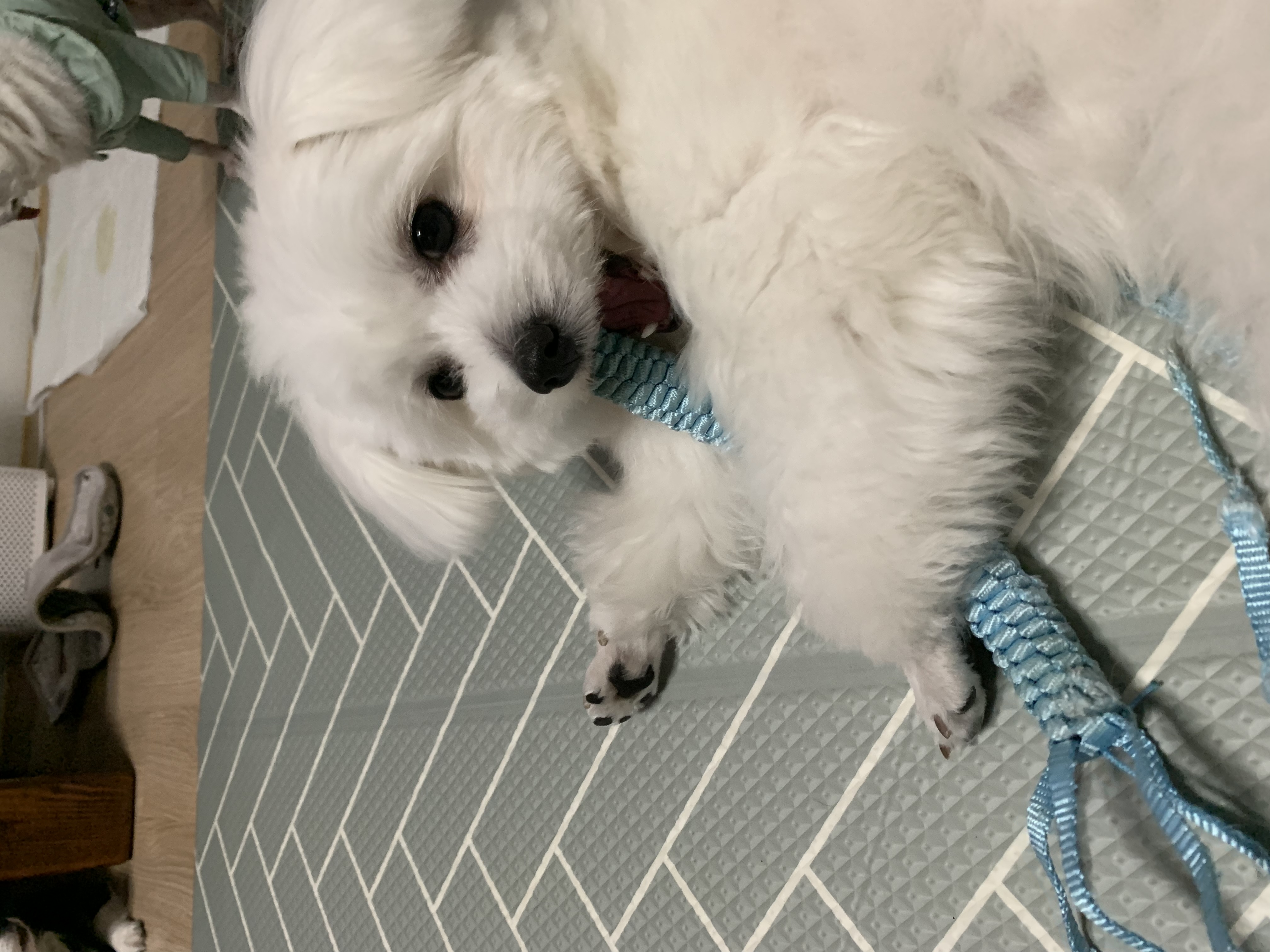 초코(동자연_뿌꾸), 이슬이(동자연_이슬이)