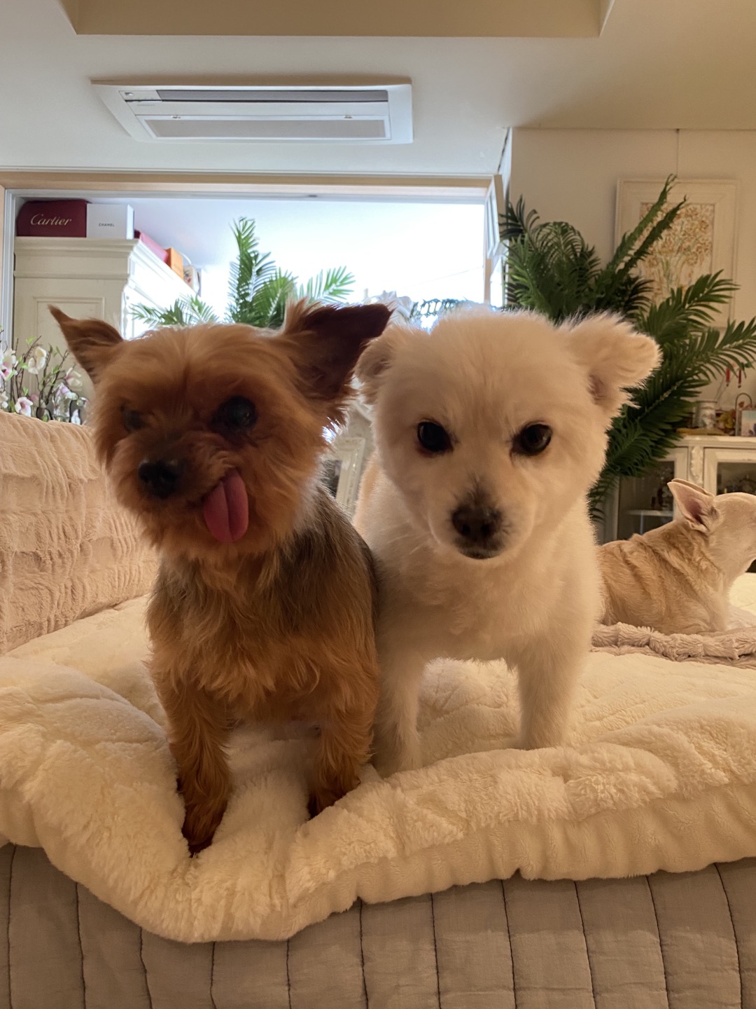 입양후기 위니 꾸미