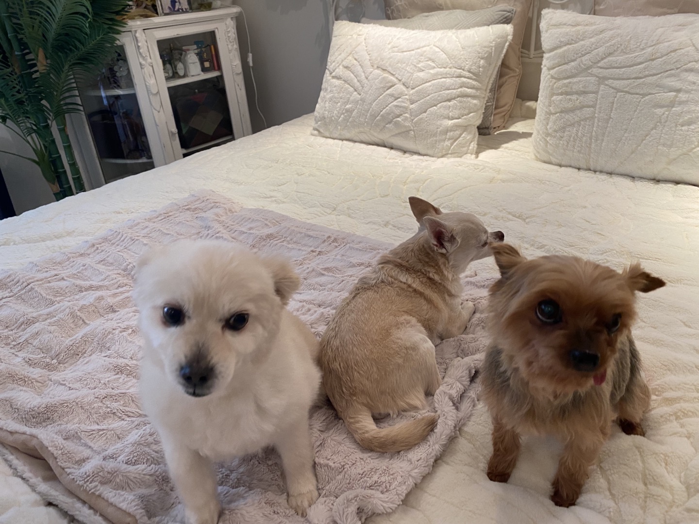 입양후기 위니 꾸미