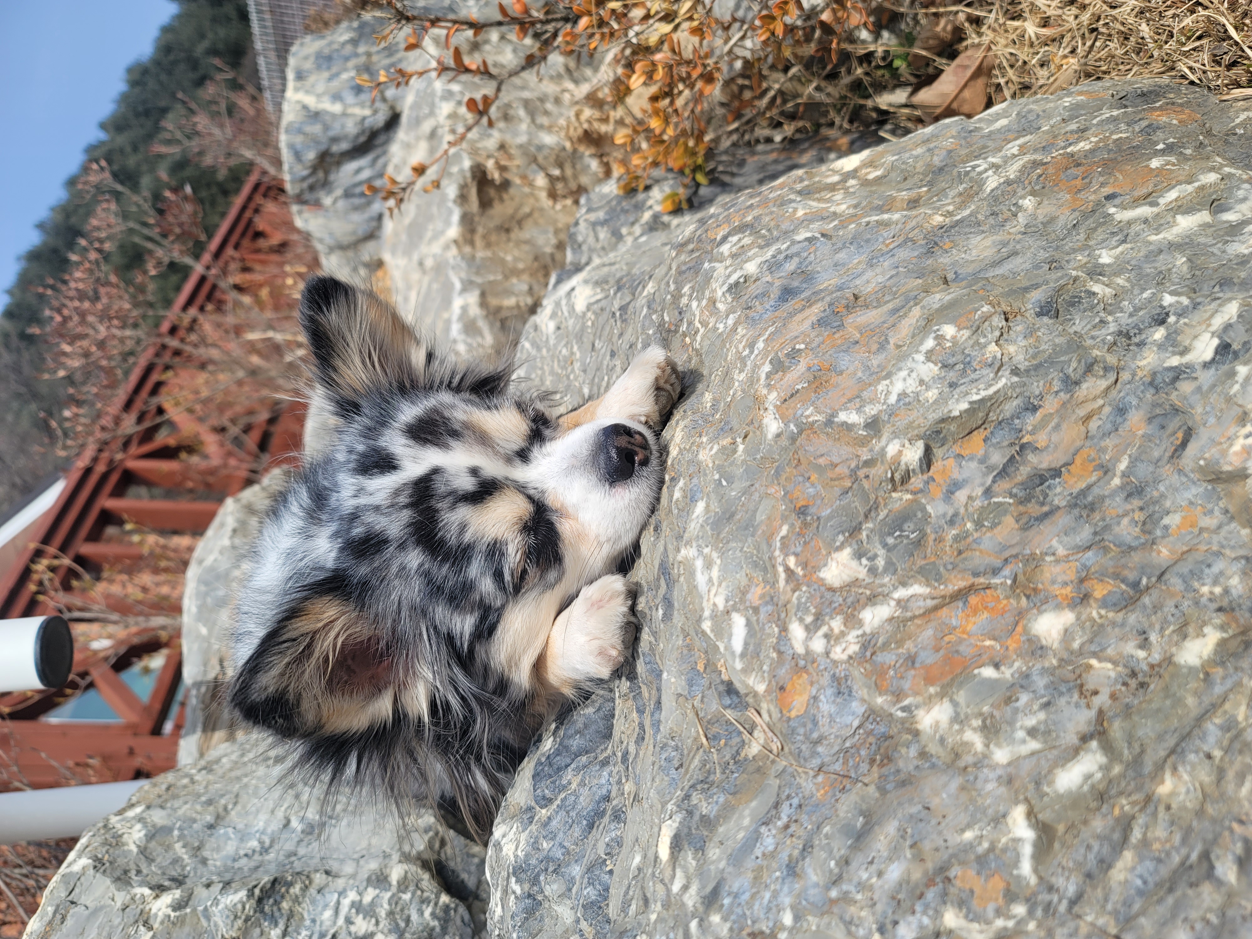 쁘띠 이야기(평택번식장 태태막둥이)
