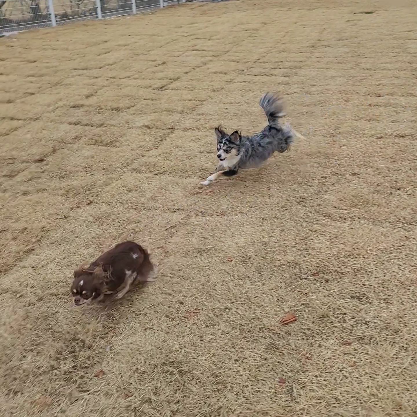 쁘띠 이야기(평택번식장 태태막둥이)