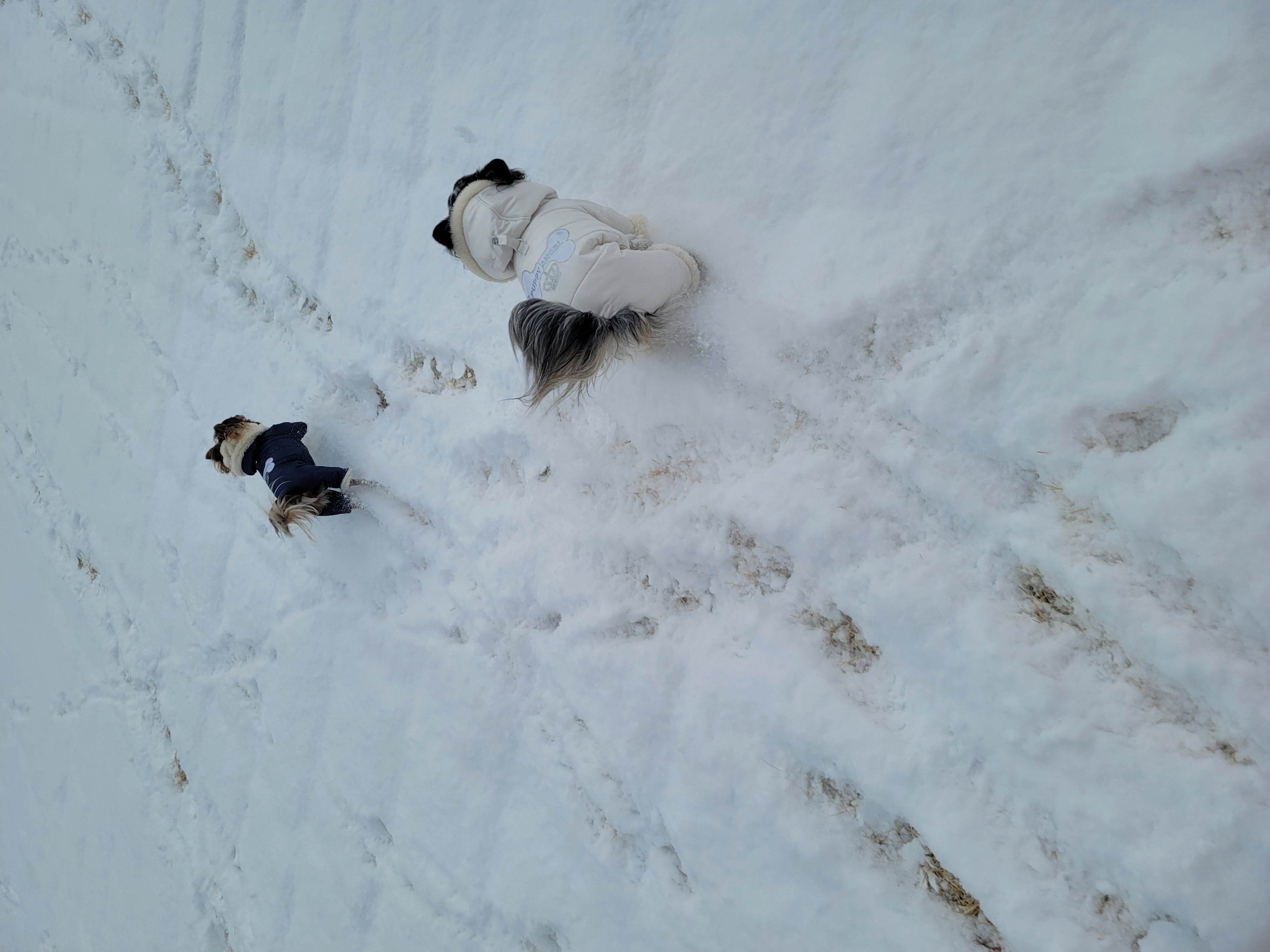 쁘띠 이야기(평택번식장 태태막둥이)
