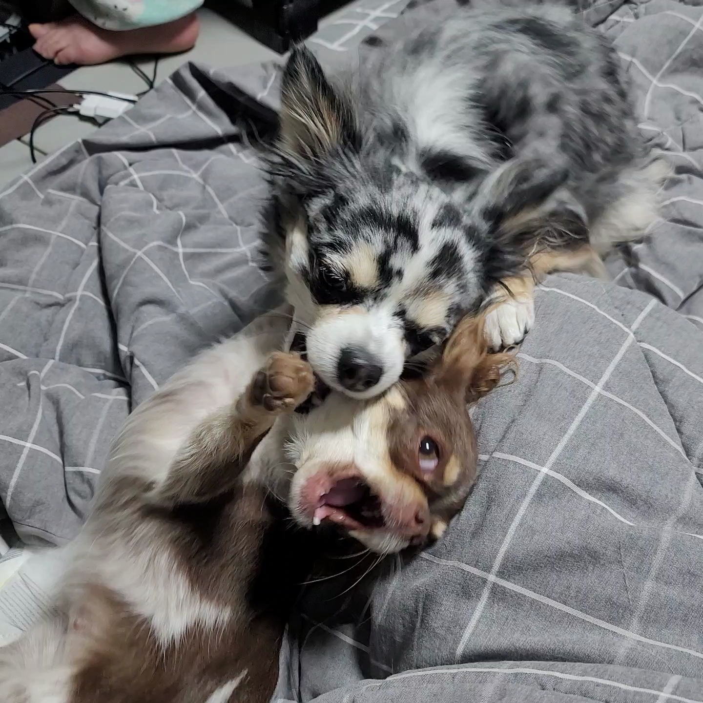 쁘띠 이야기(평택번식장 태태막둥이)