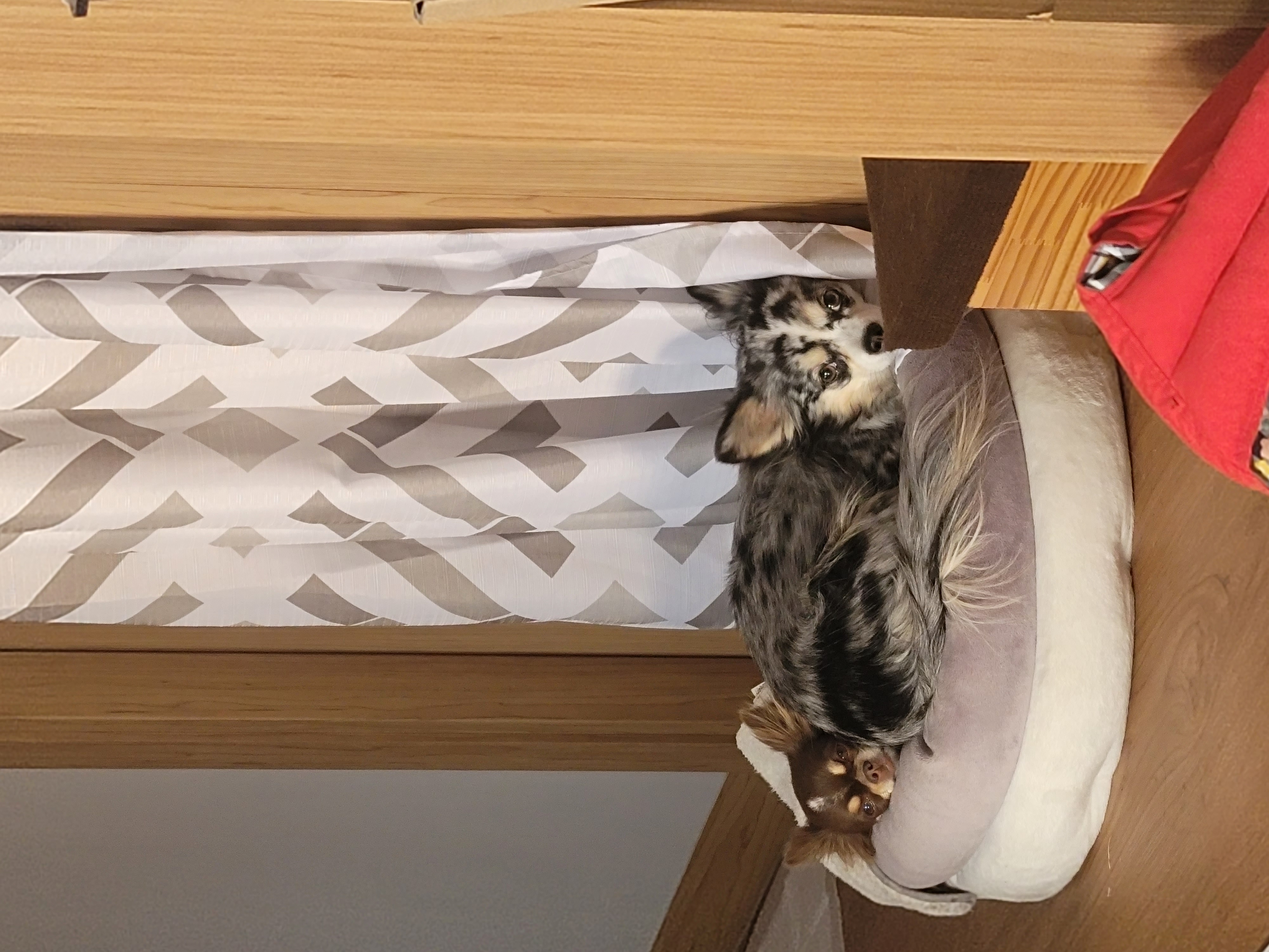 쁘띠 이야기(평택번식장 태태막둥이)