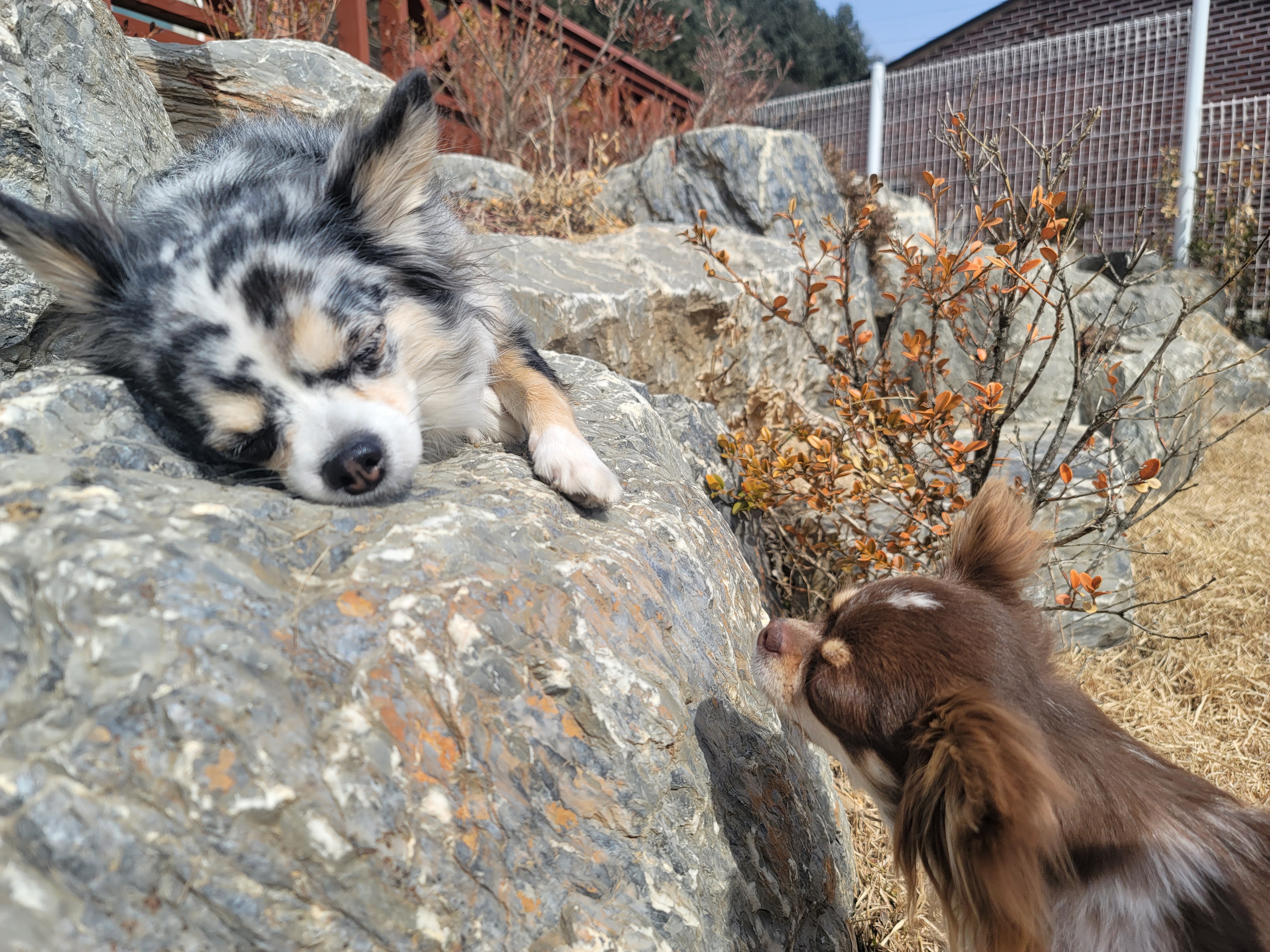 쁘띠 이야기(평택번식장 태태막둥이)