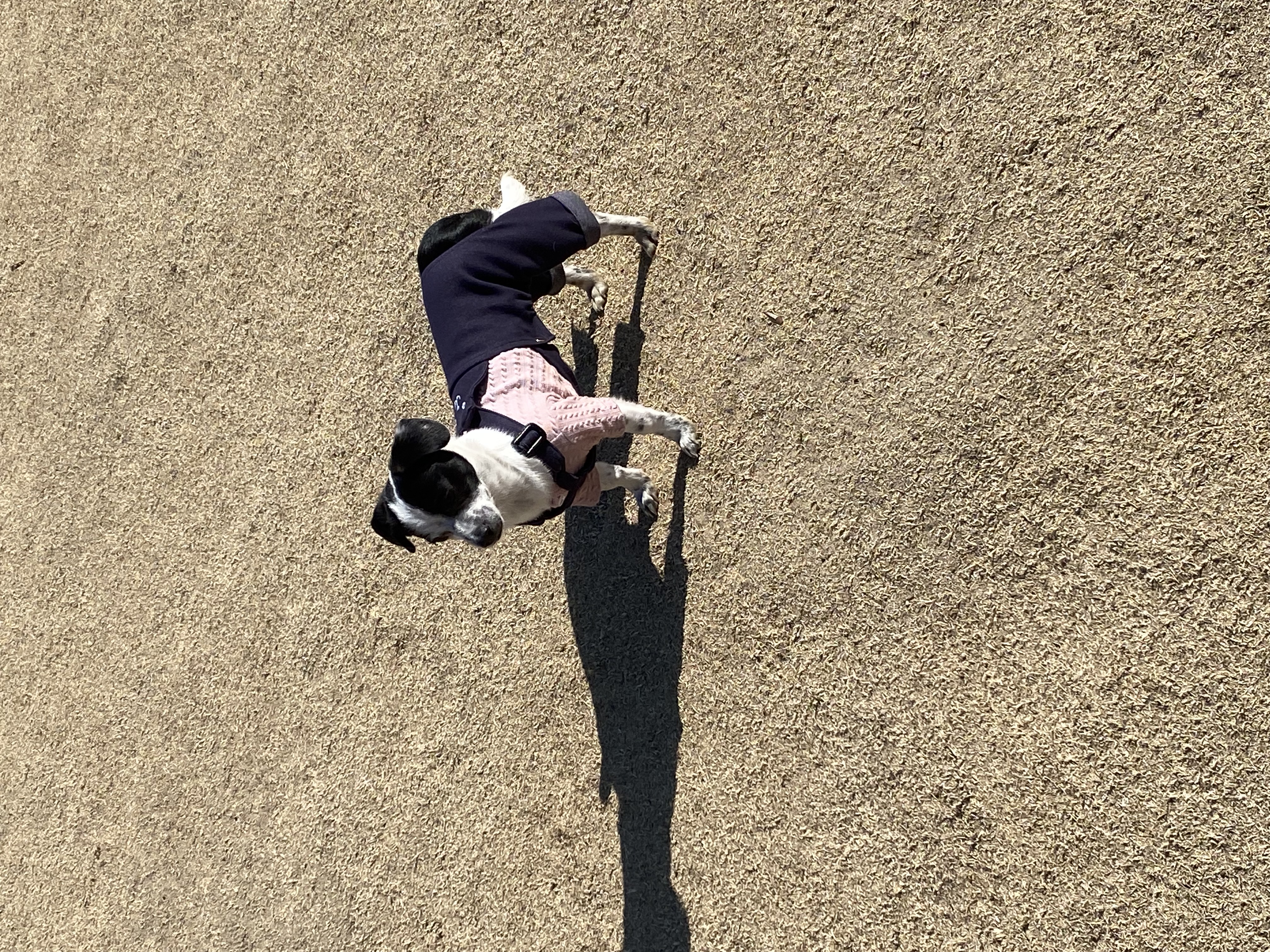 하얀이(현 아키) 입양 세달차 이야기