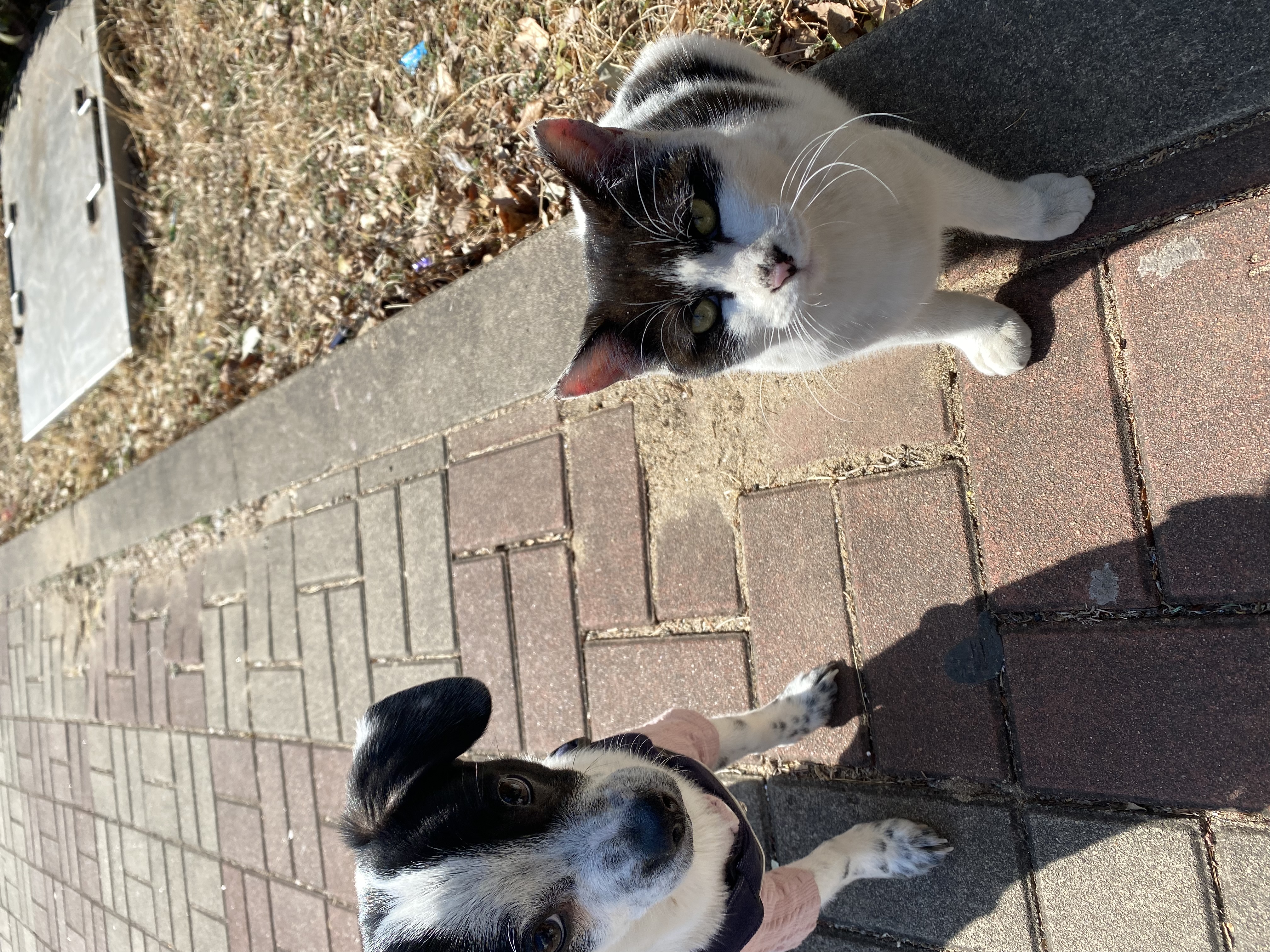 하얀이(현 아키) 입양 세달차 이야기