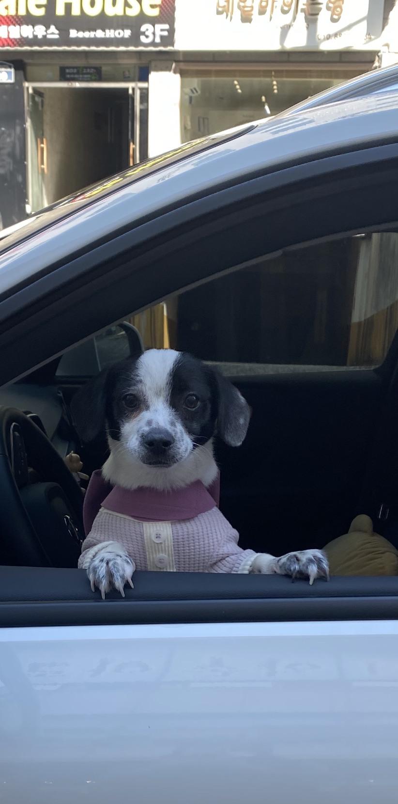 하얀이(현 아키) 입양 세달차 이야기