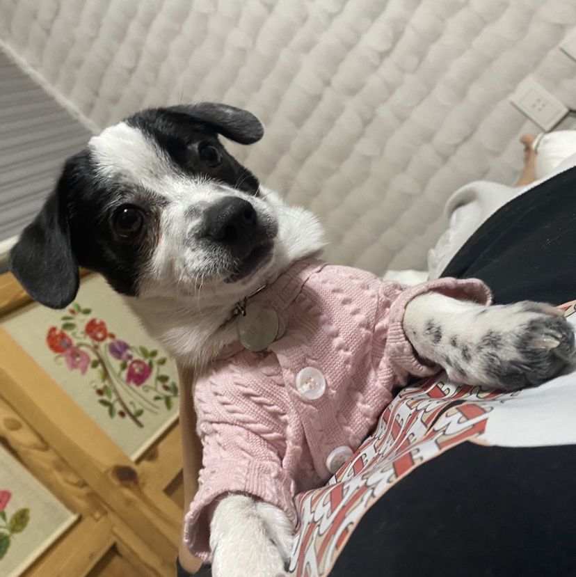 하얀이(현 아키) 입양 세달차 이야기