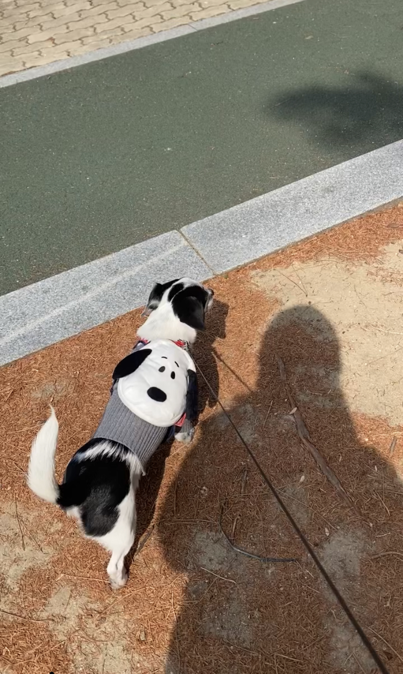 하얀이(현 아키) 입양 세달차 이야기