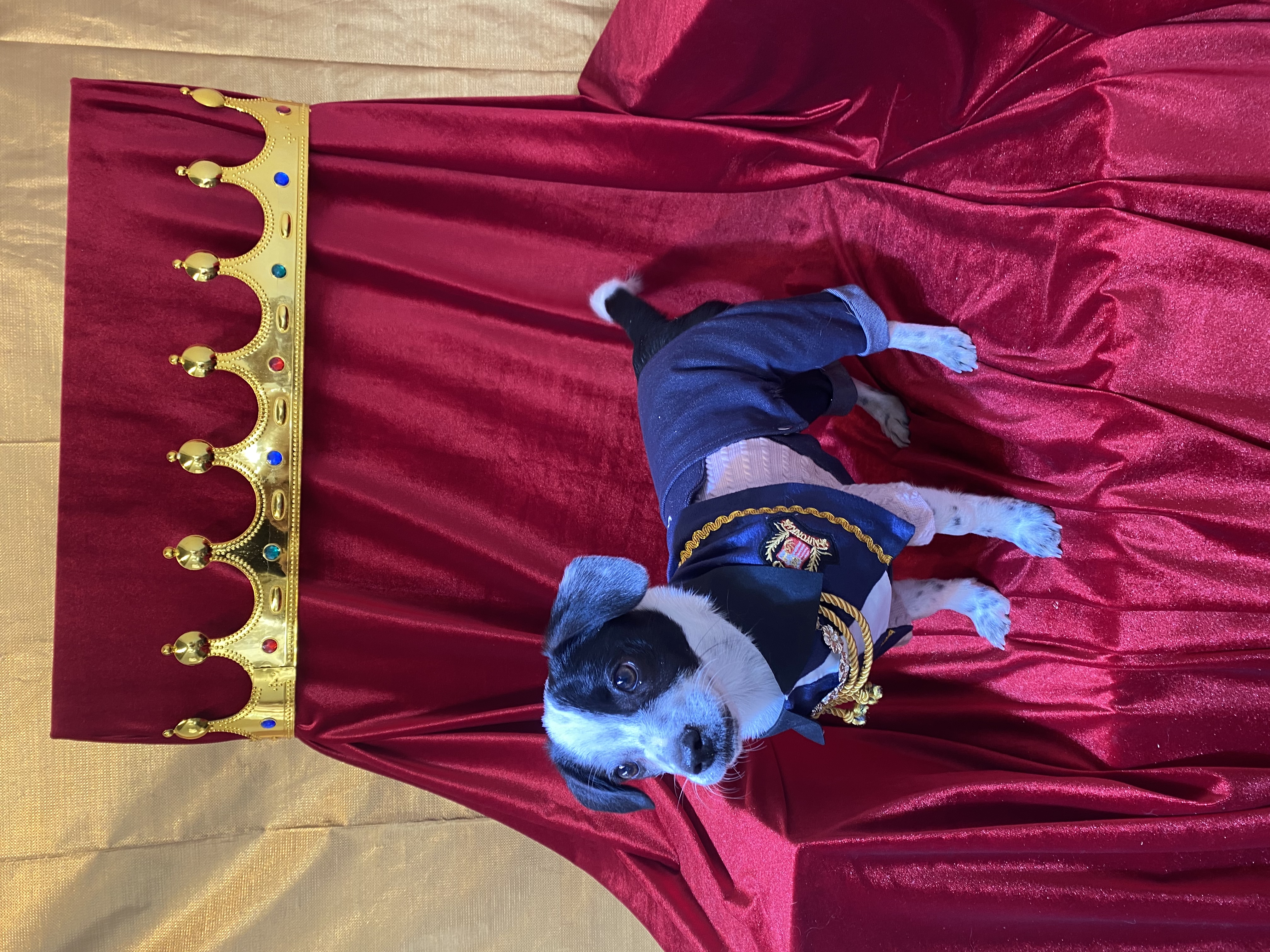 하얀이(현 아키) 입양 세달차 이야기