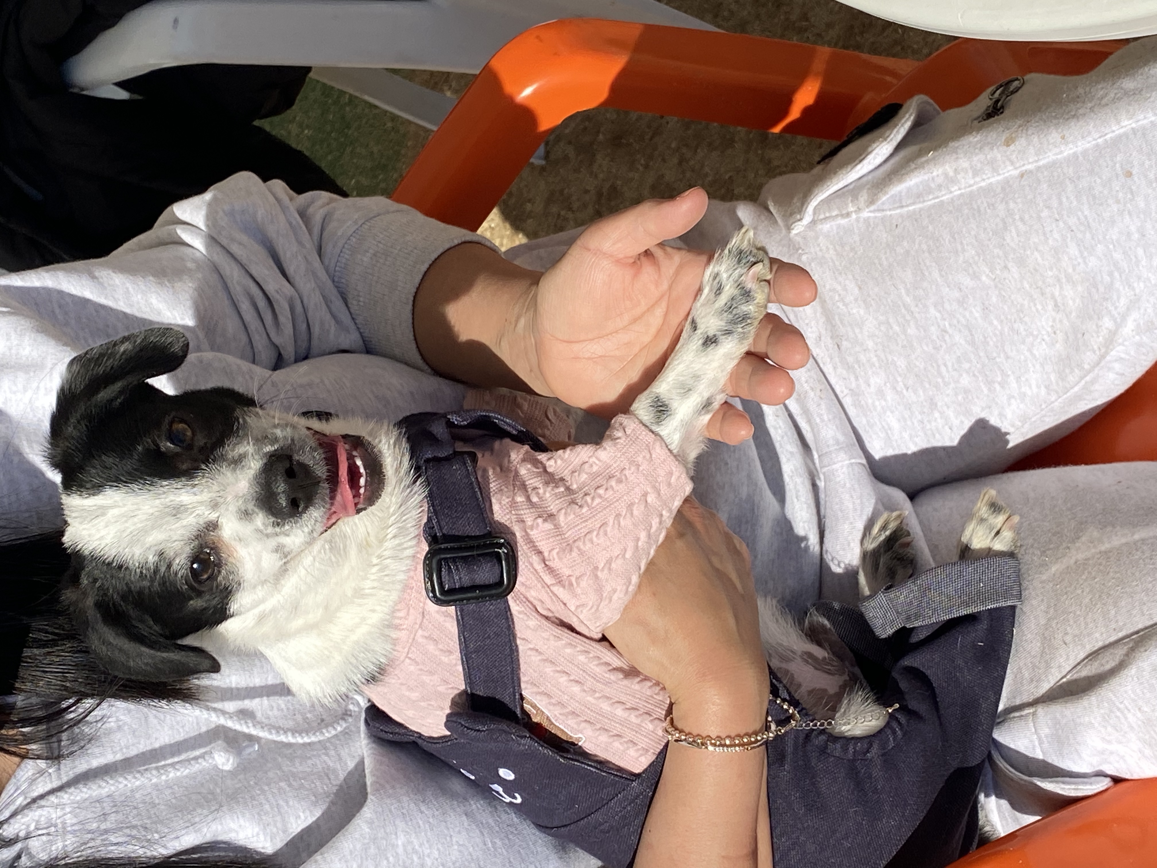 하얀이(현 아키) 입양 세달차 이야기