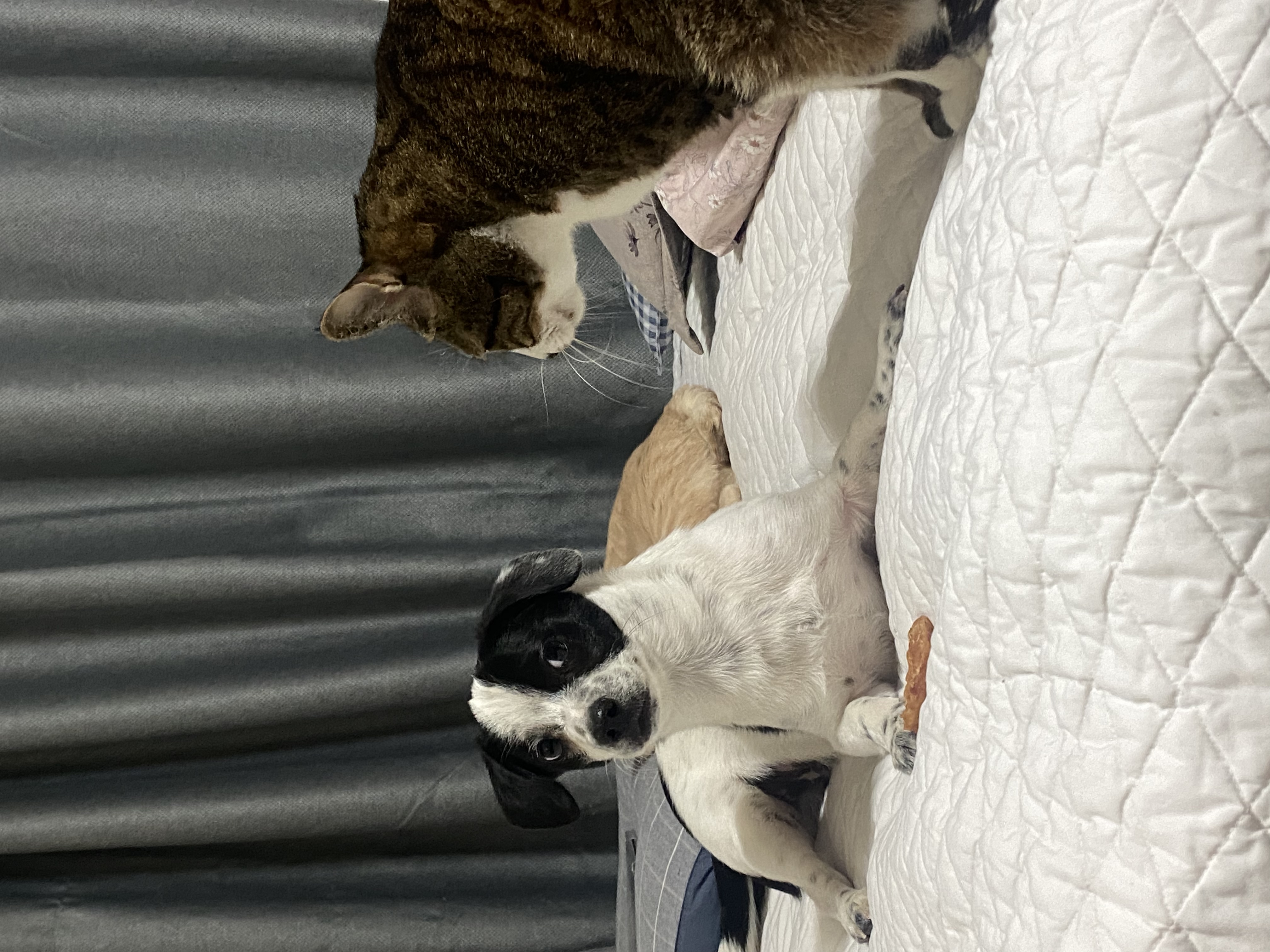 하얀이(현 아키) 입양 세달차 이야기