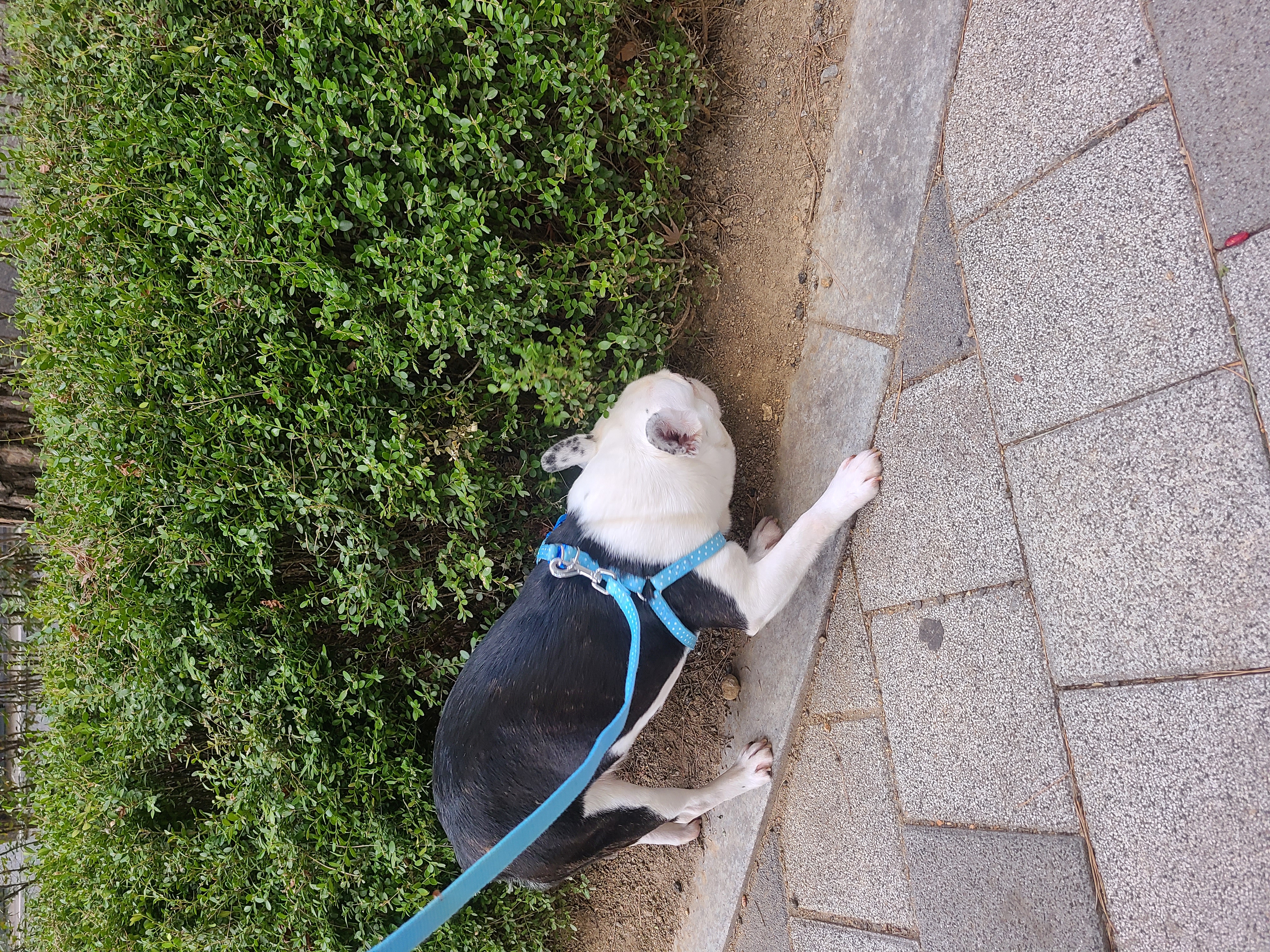 애둥이가 산책에서 걸었어요.