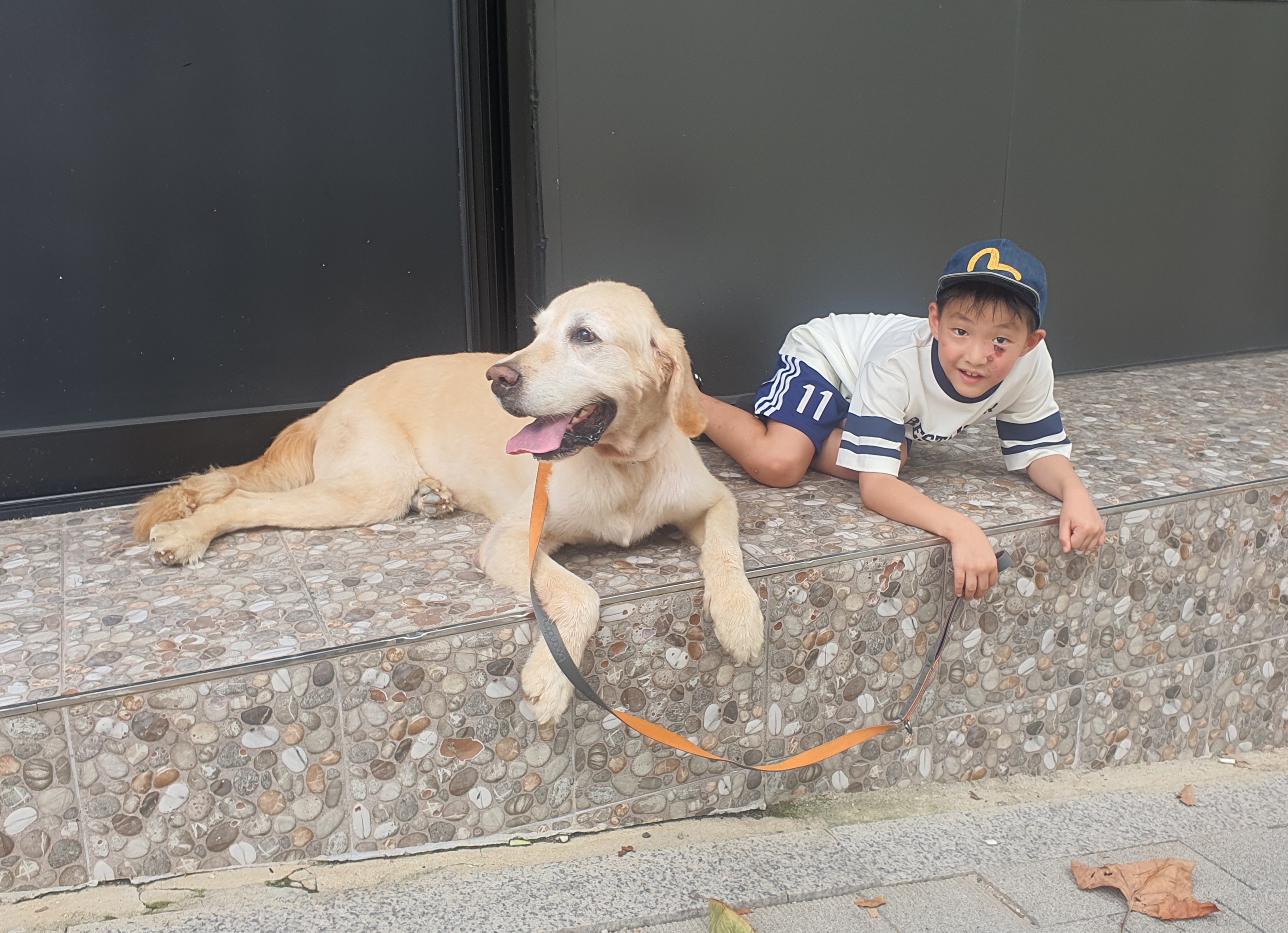 조아( 사복이) 입양  한달 일기