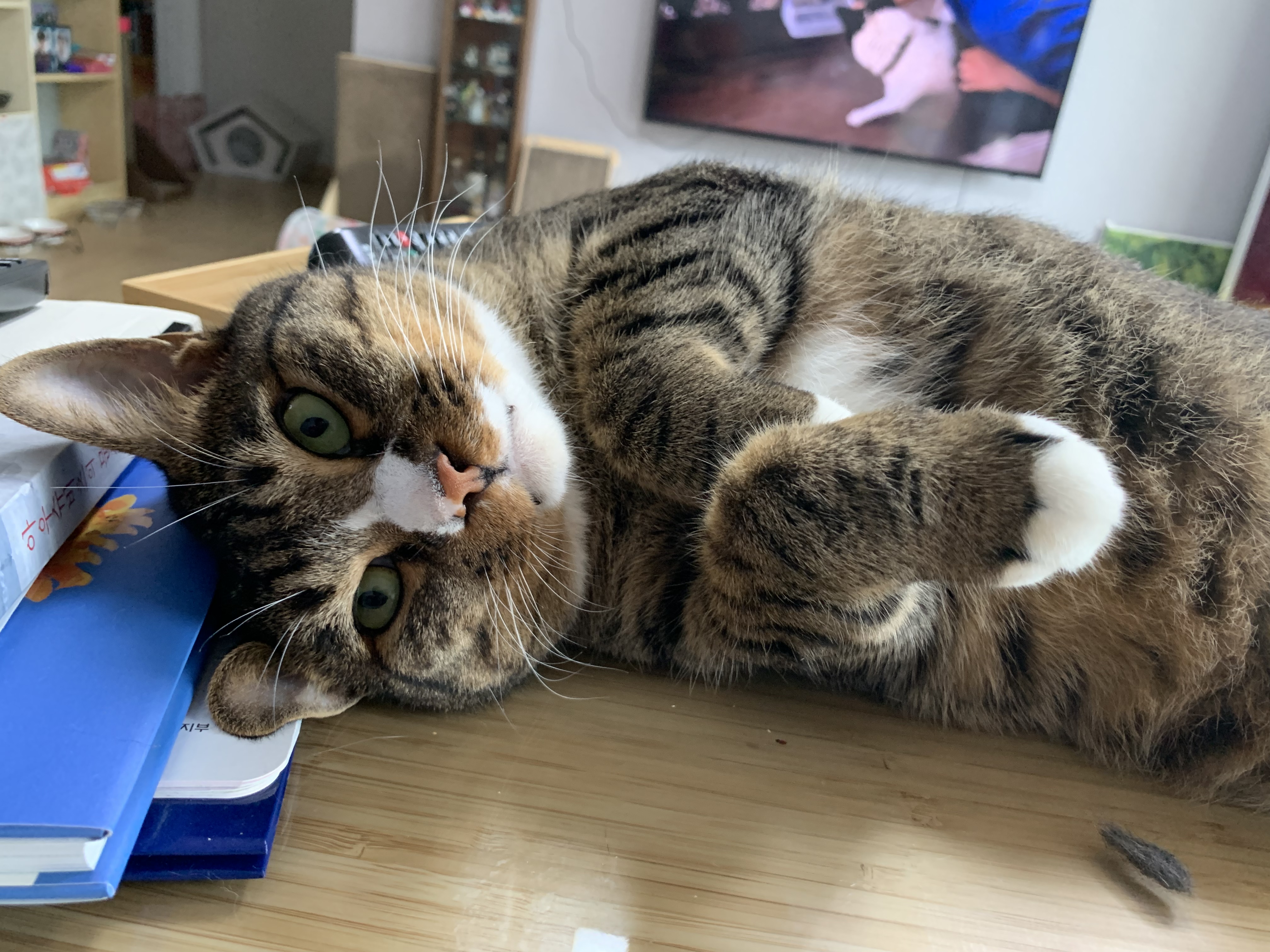 우리 동우 이원의 깜찍 사랑스런 모습들입니다