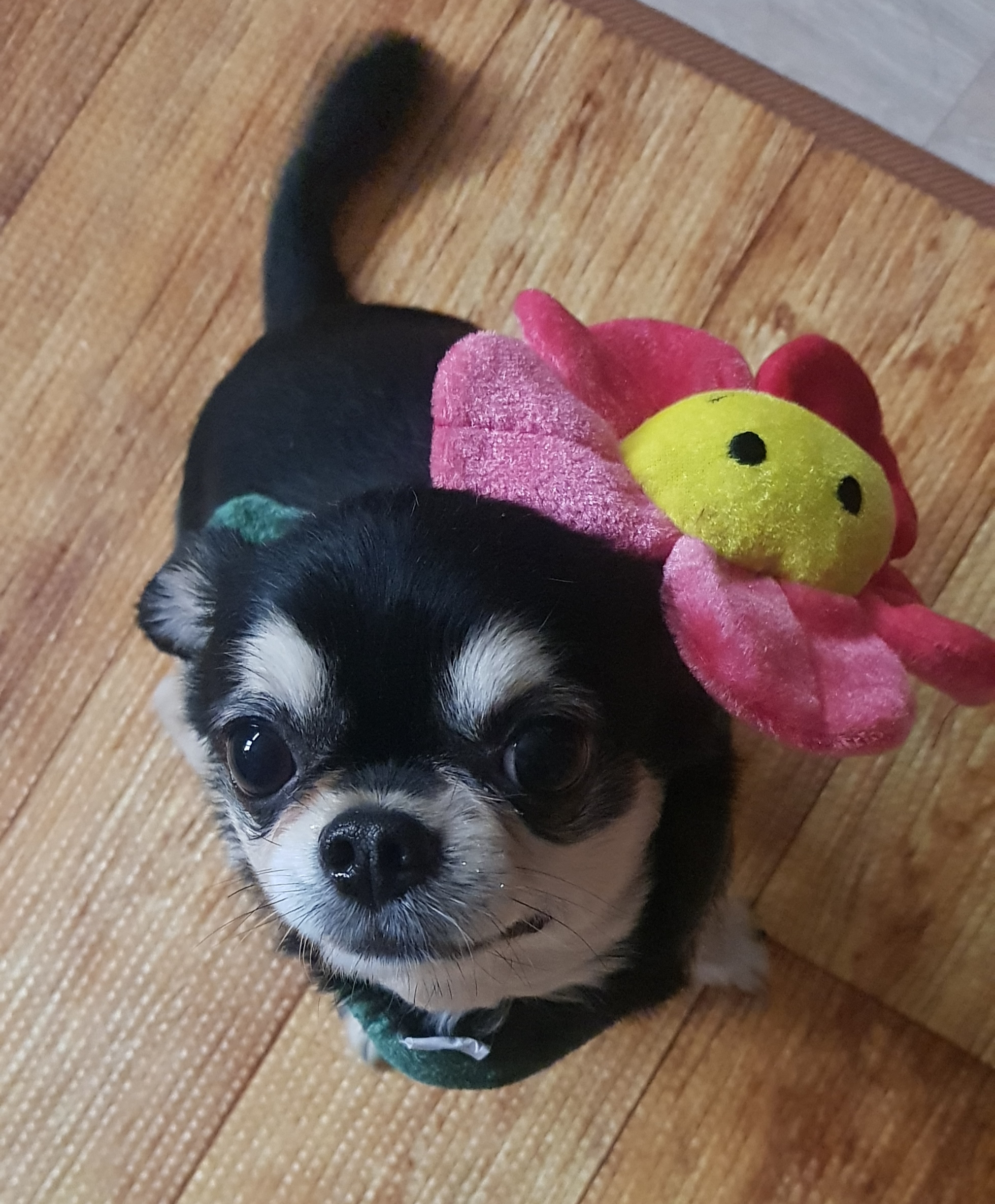 집주인이된 맹이(이쁜이)