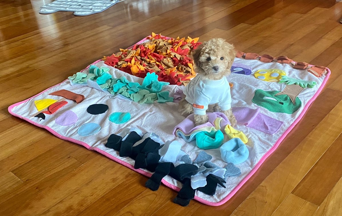 랑이(곤지암 해사) 입양 1년 되었어요