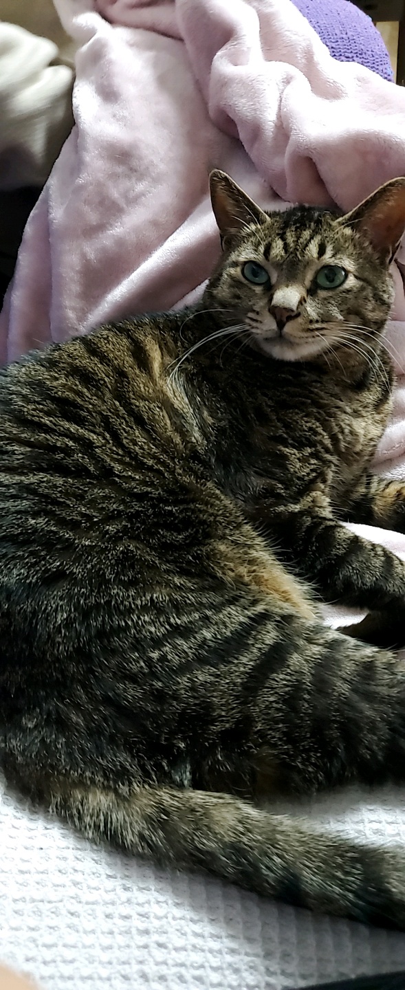 고양이 꿍이(꽁치) 입양 1주년 후기 