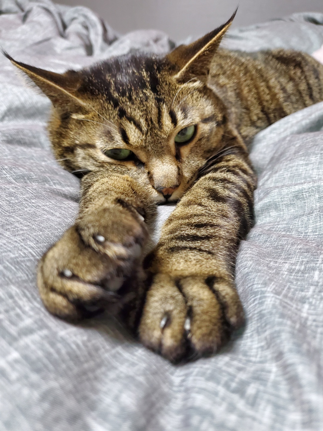 고양이 꿍이(꽁치) 입양 1주년 후기 