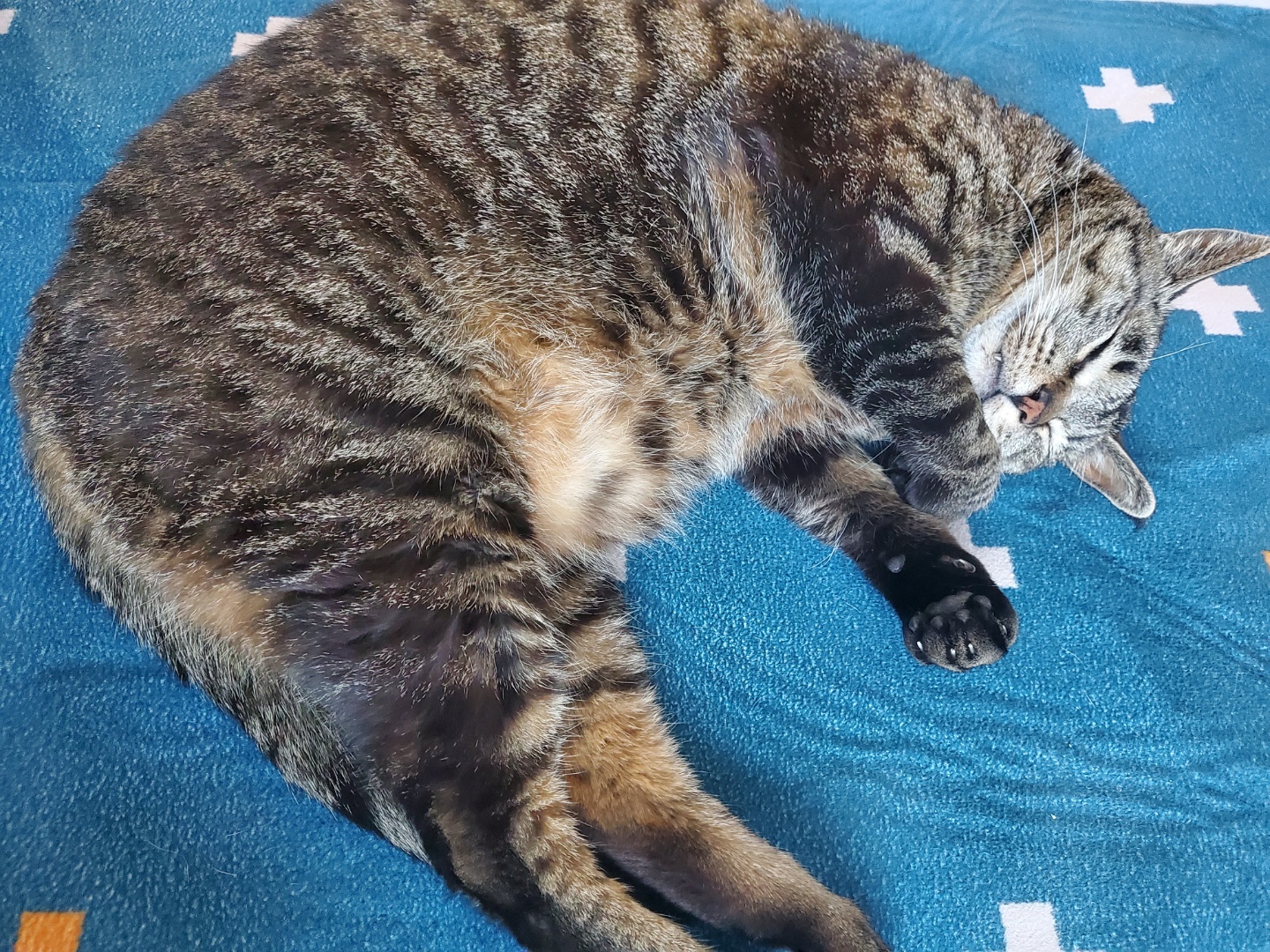 고양이 꿍이(꽁치) 입양 1주년 후기 