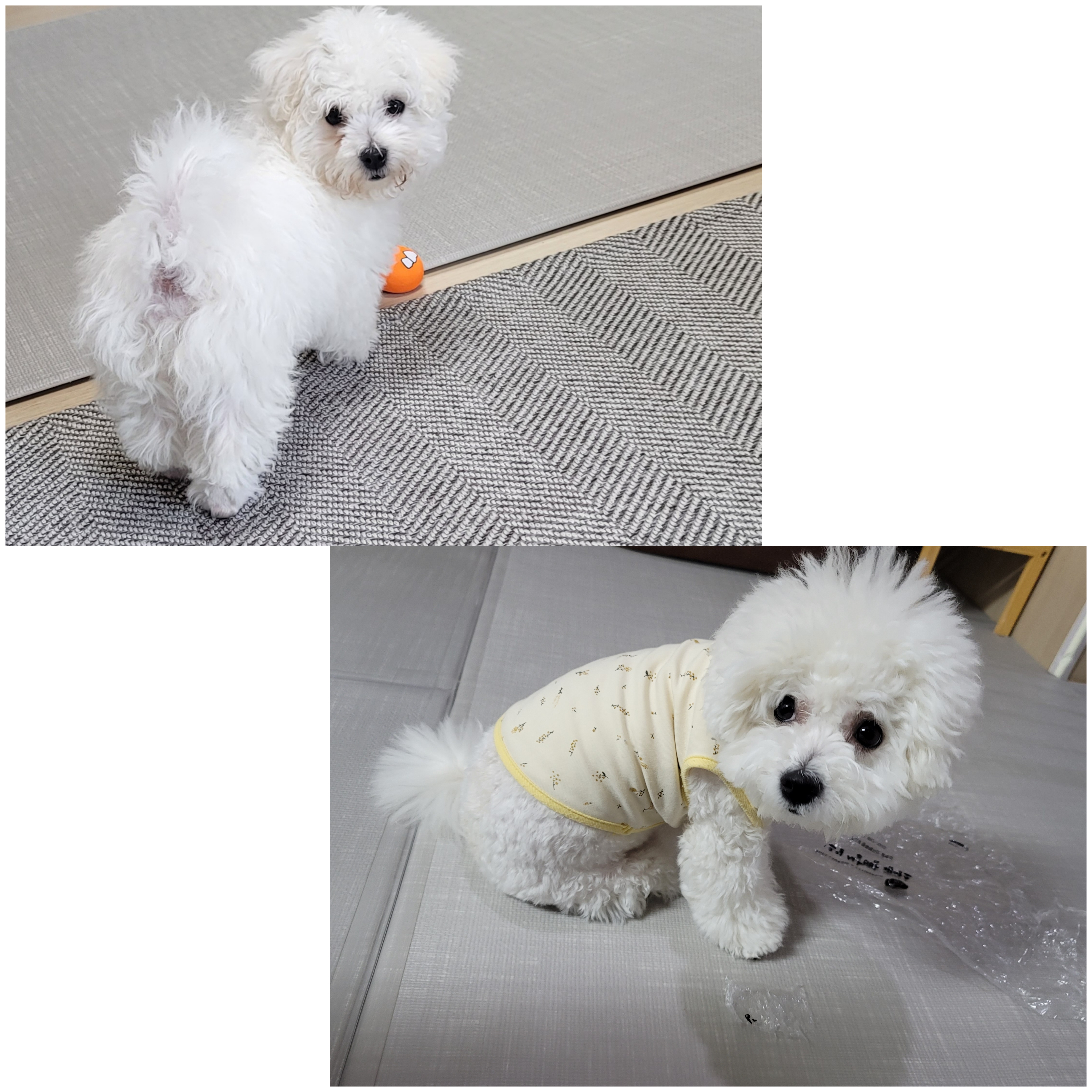 곤지암 하음(구름)이 하삼(봄)이 1년됐어요!