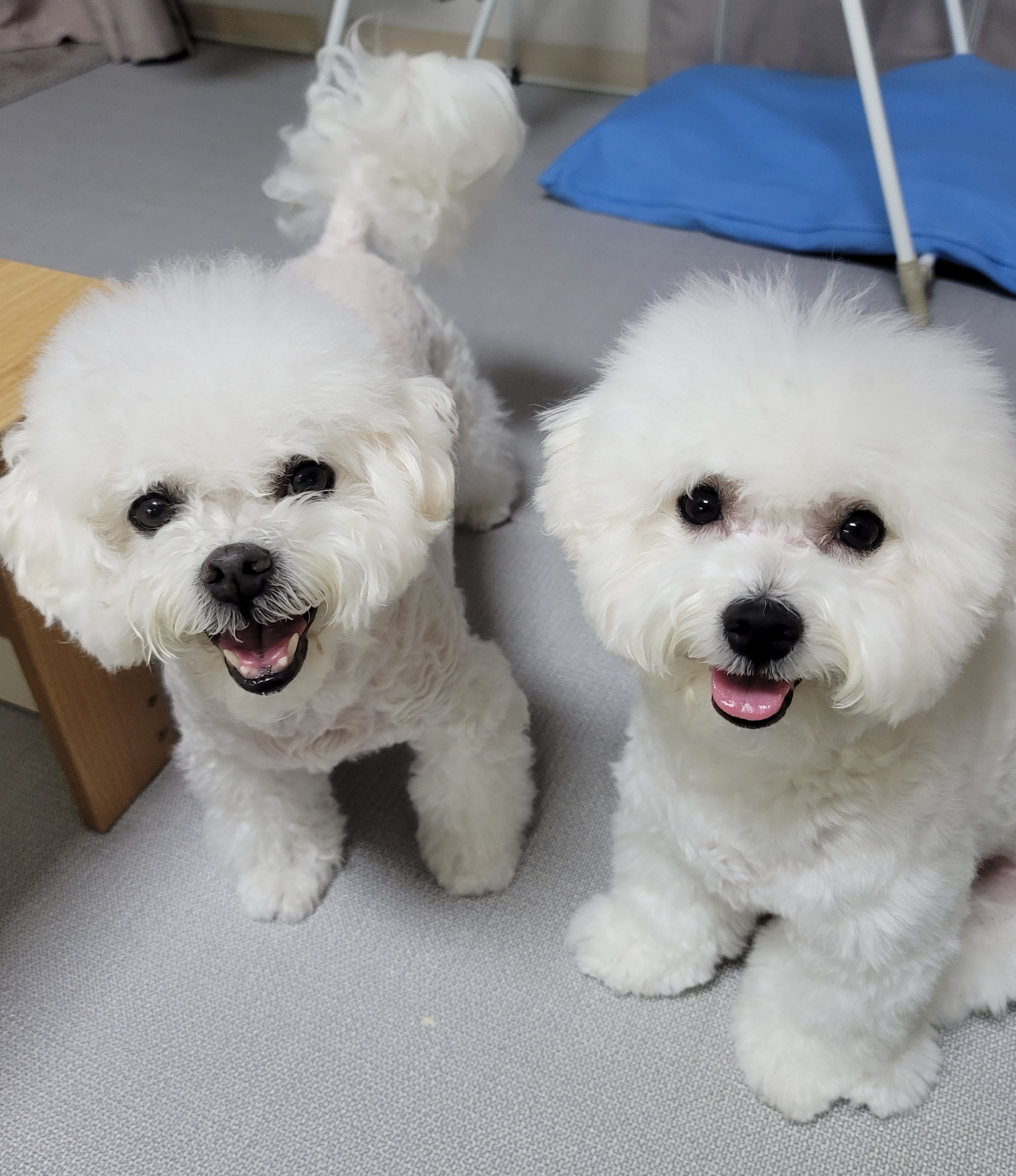 곤지암 하음(구름)이 하삼(봄)이 1년됐어요!