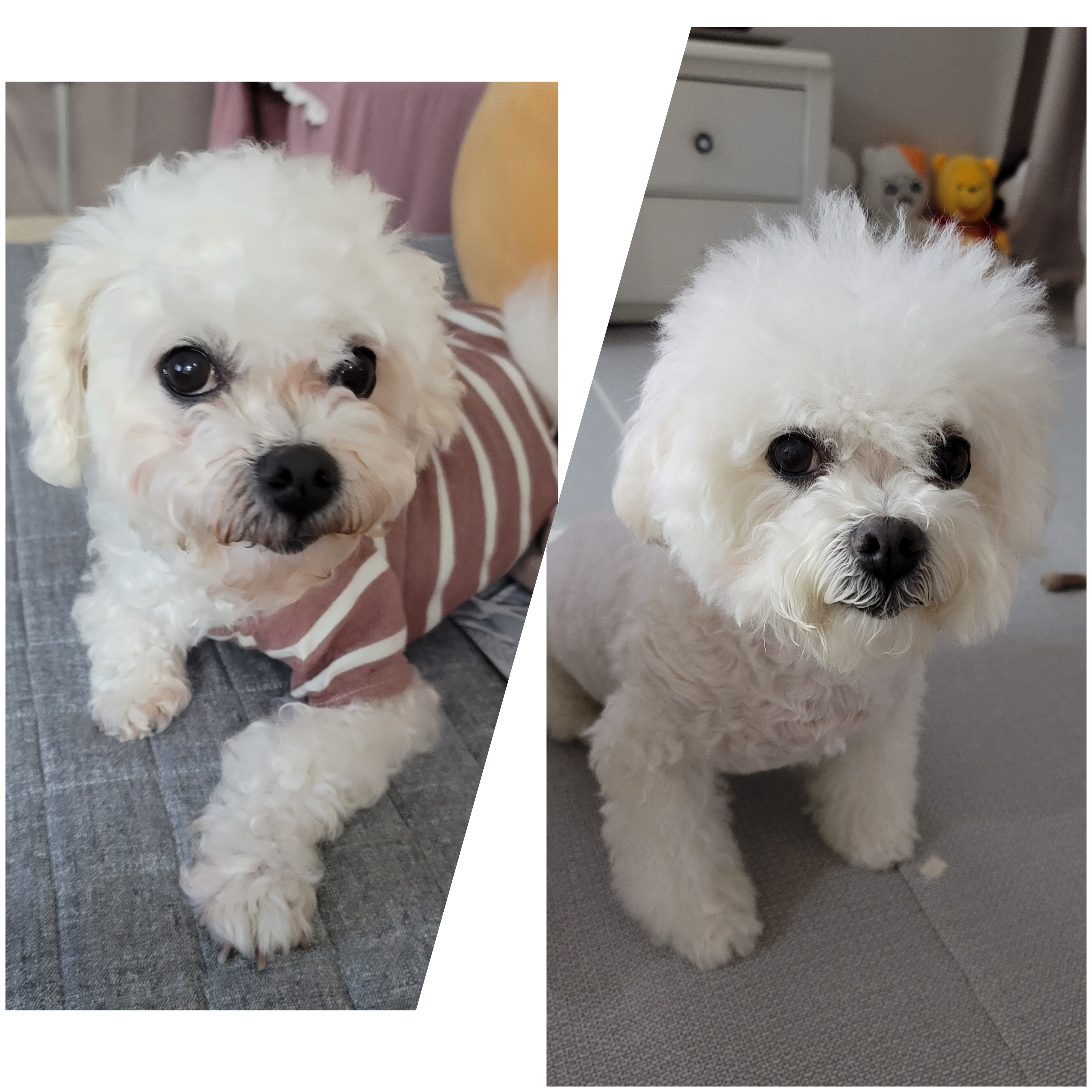 곤지암 하음(구름)이 하삼(봄)이 1년됐어요!