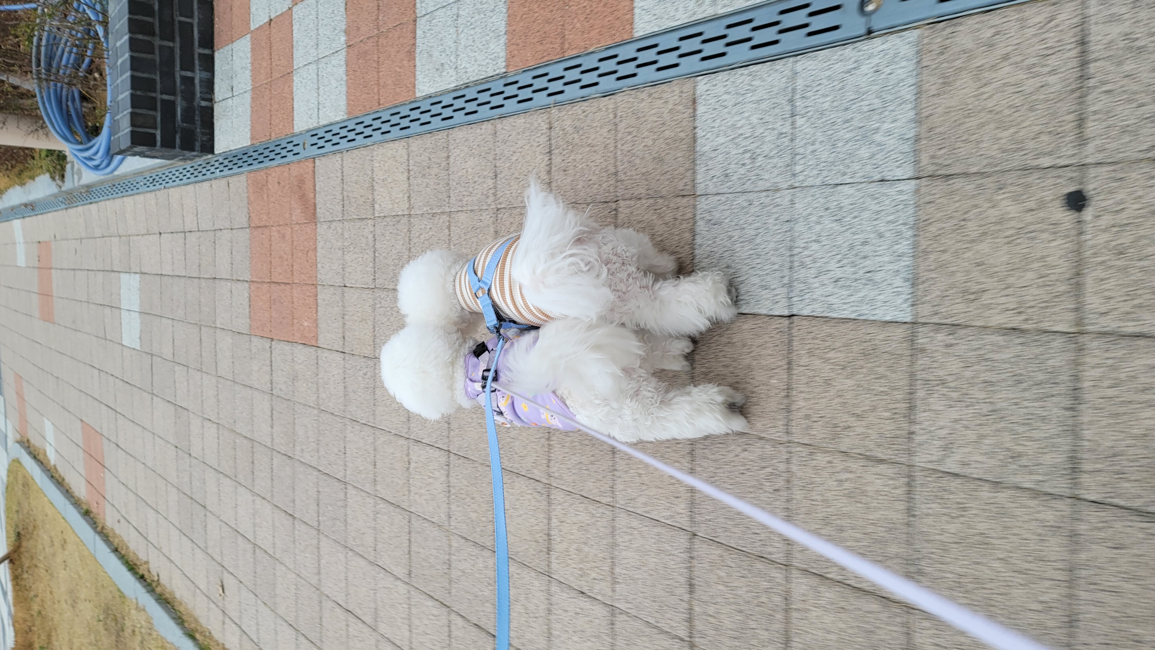 곤지암 하음(구름)이 하삼(봄)이 1년됐어요!