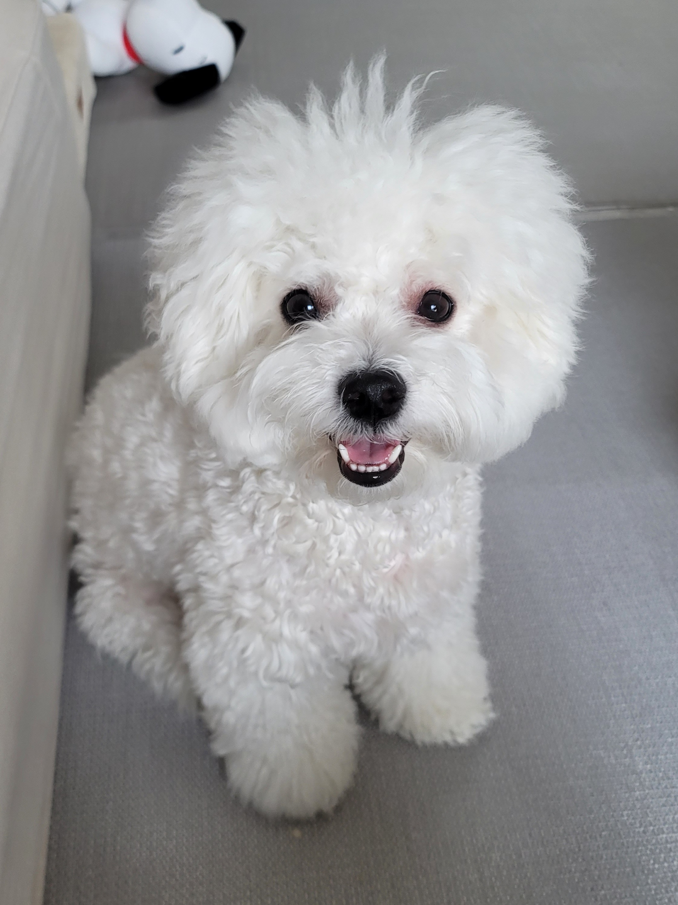 곤지암 하음(구름)이 하삼(봄)이 1년됐어요!