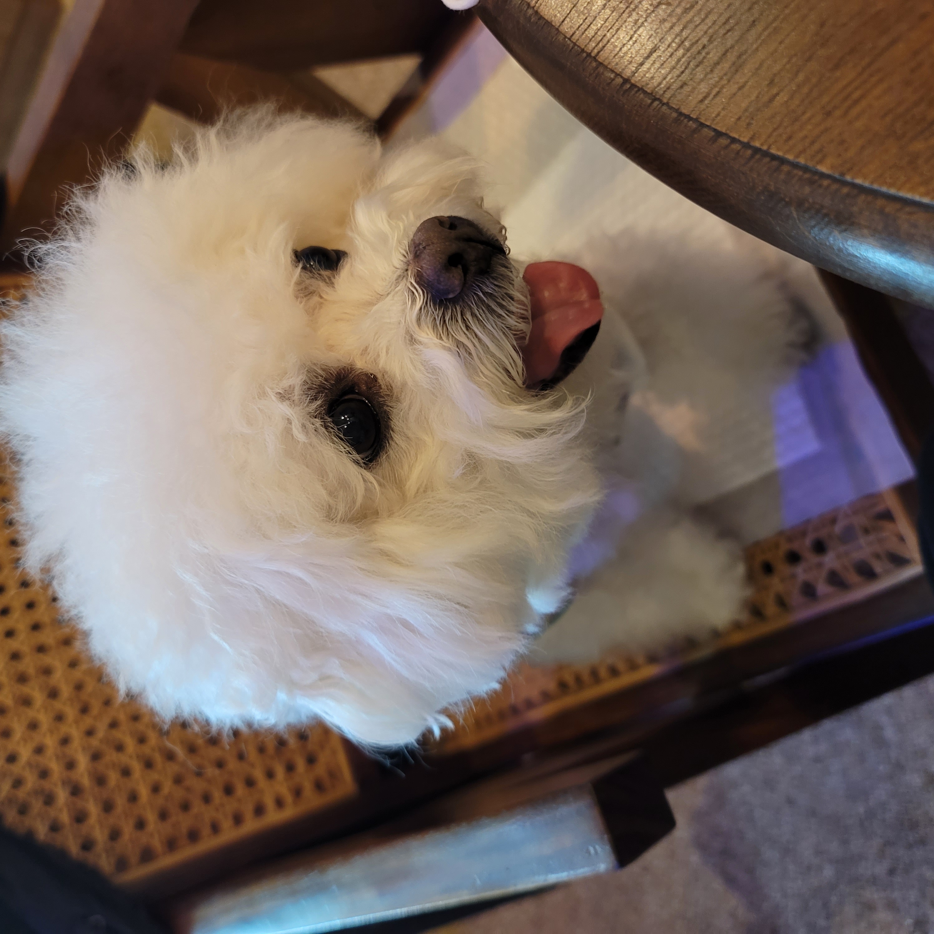 곤지암 하음(구름)이 하삼(봄)이 1년됐어요!