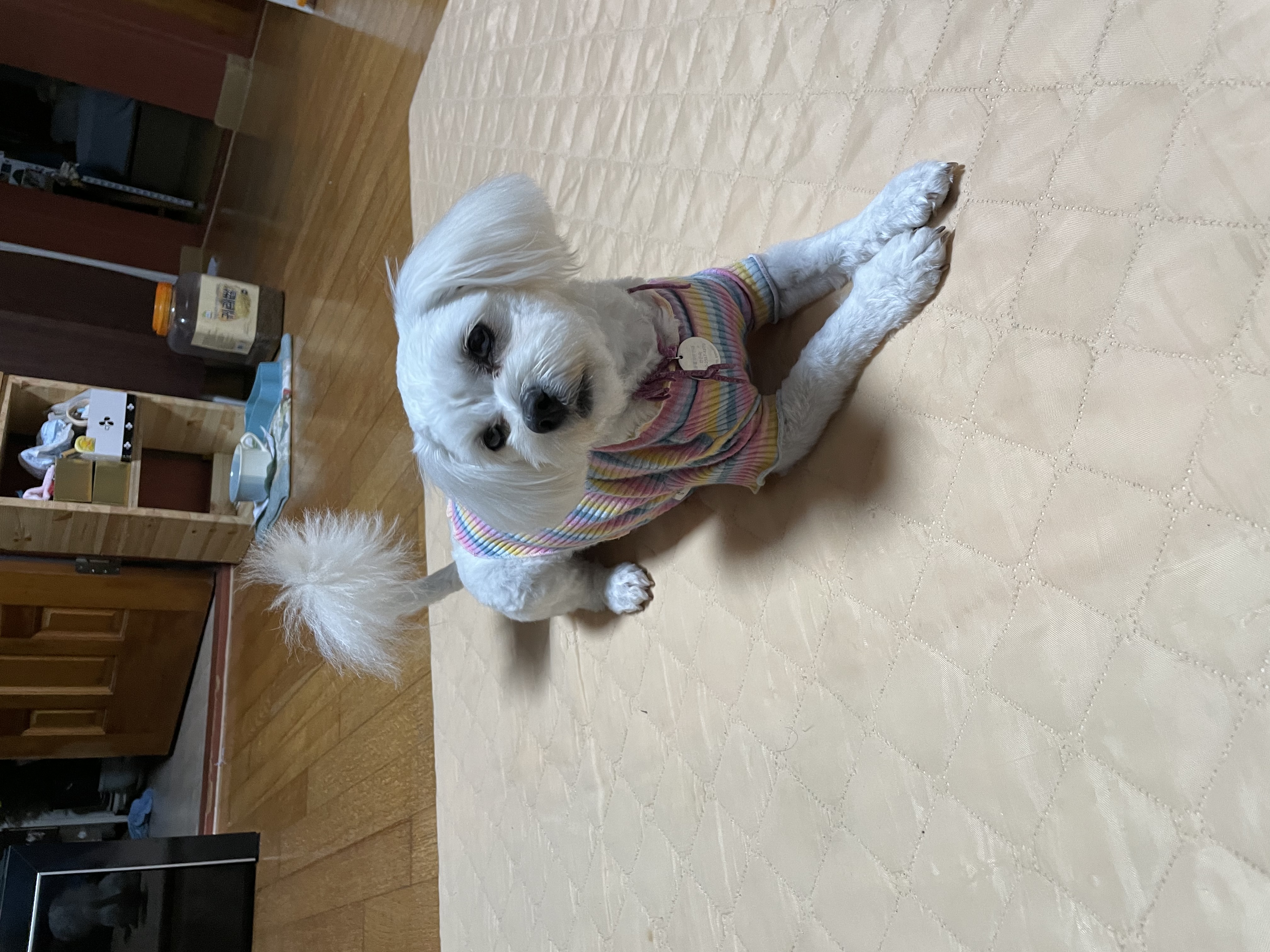 크림이(청삼이)와 가족이 된지 1년이 넘었네요~